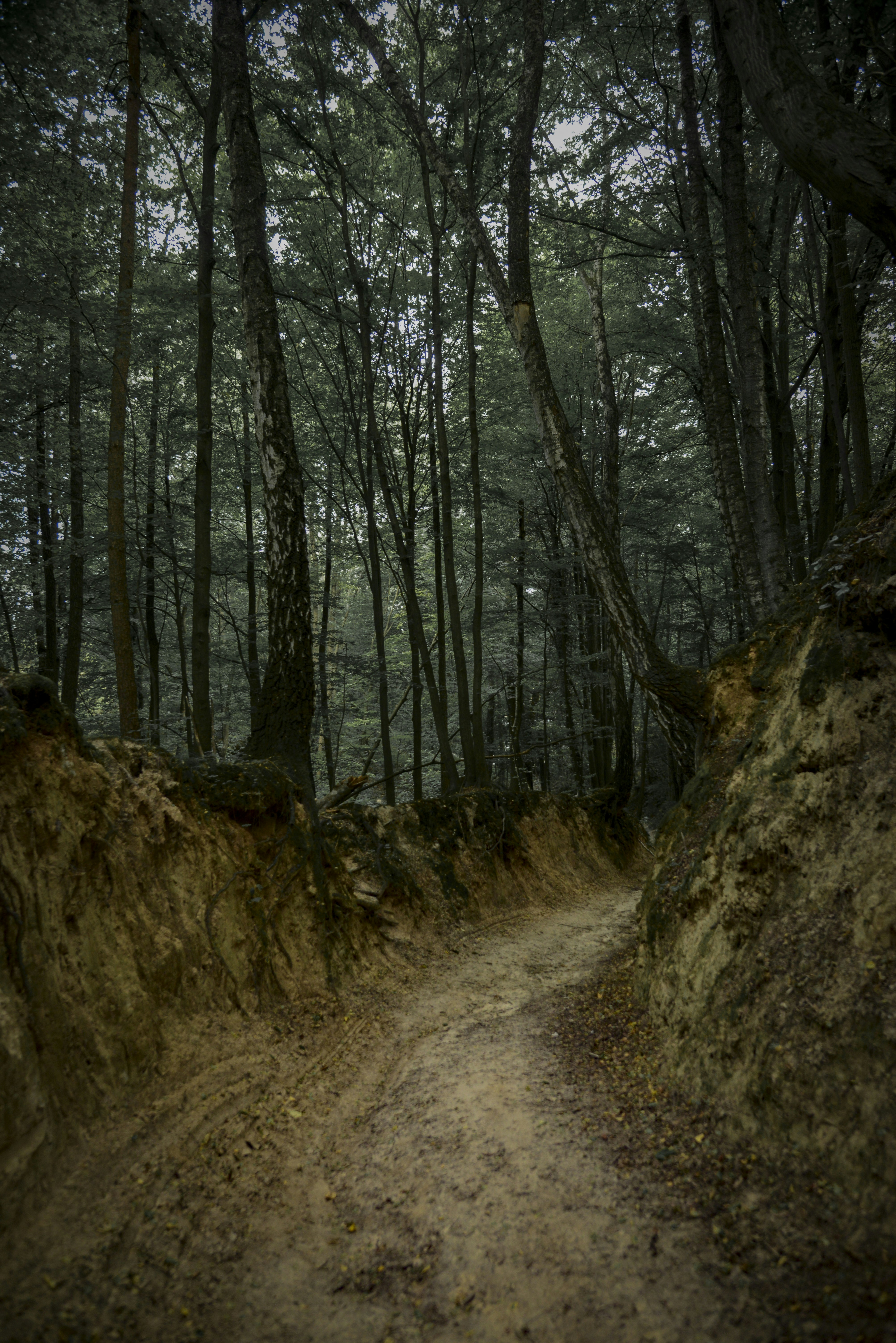 A narrow dirt path winds through a dark, dense forest.
