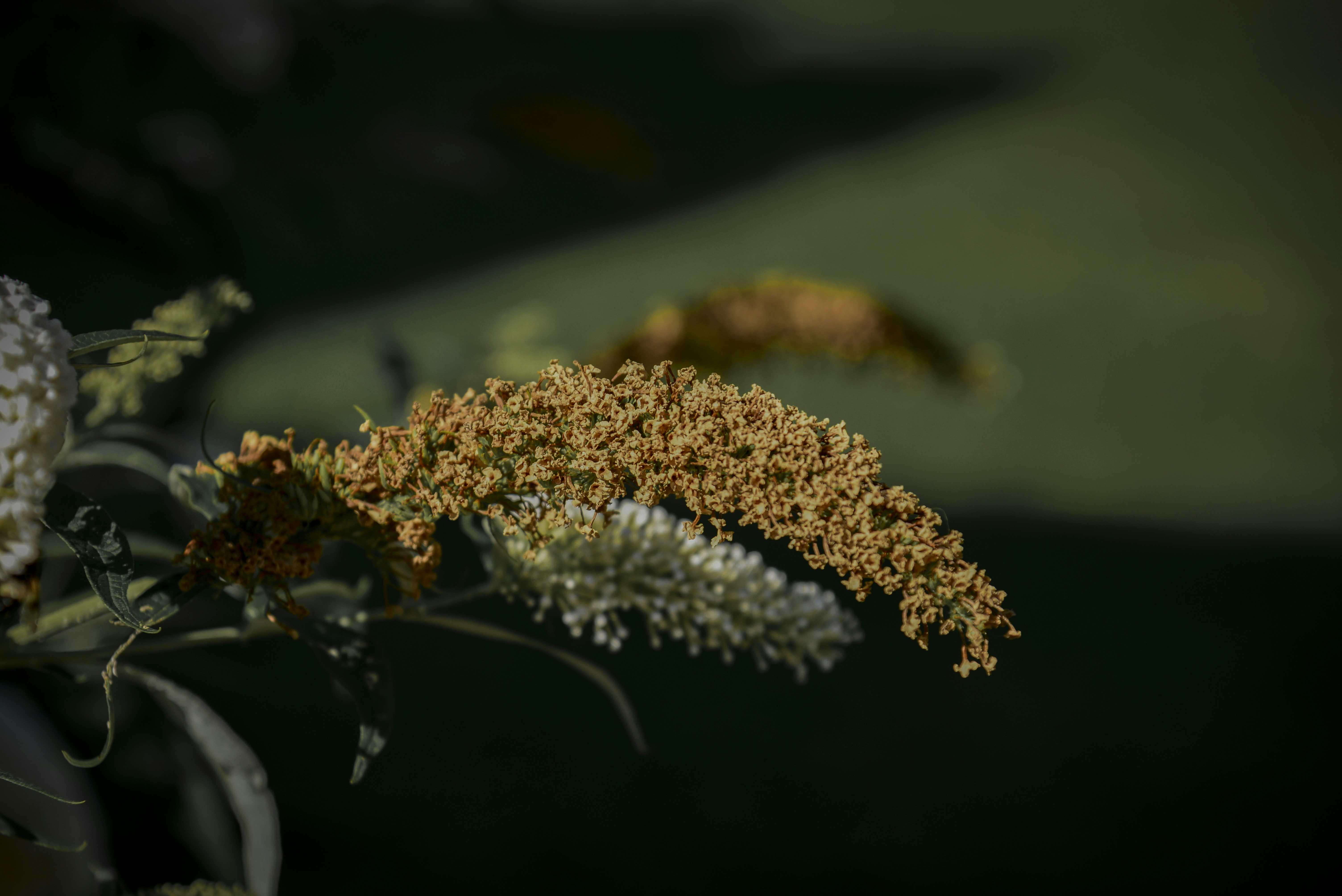 Photo by malwinanogaj