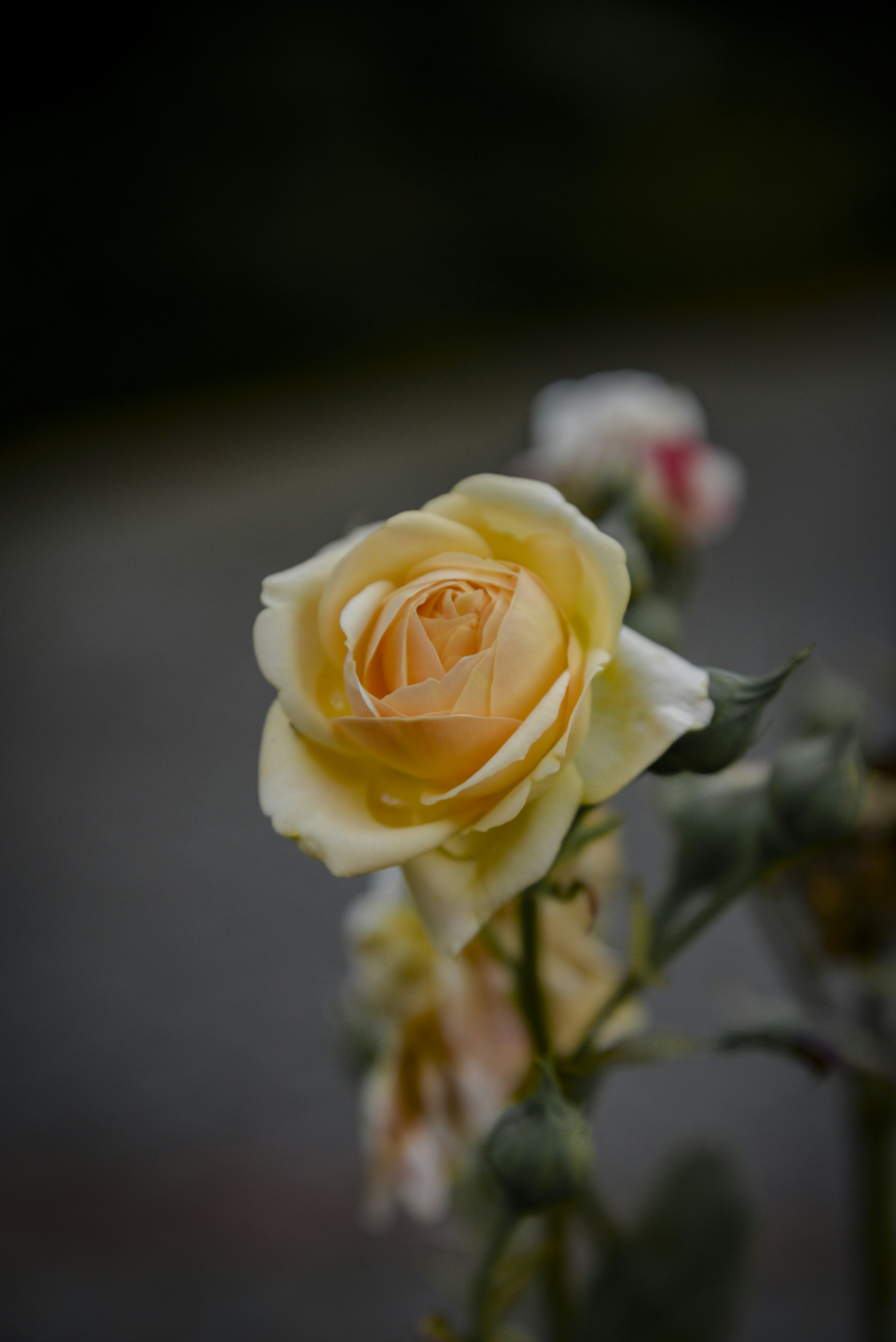 Photo by malwinanogaj