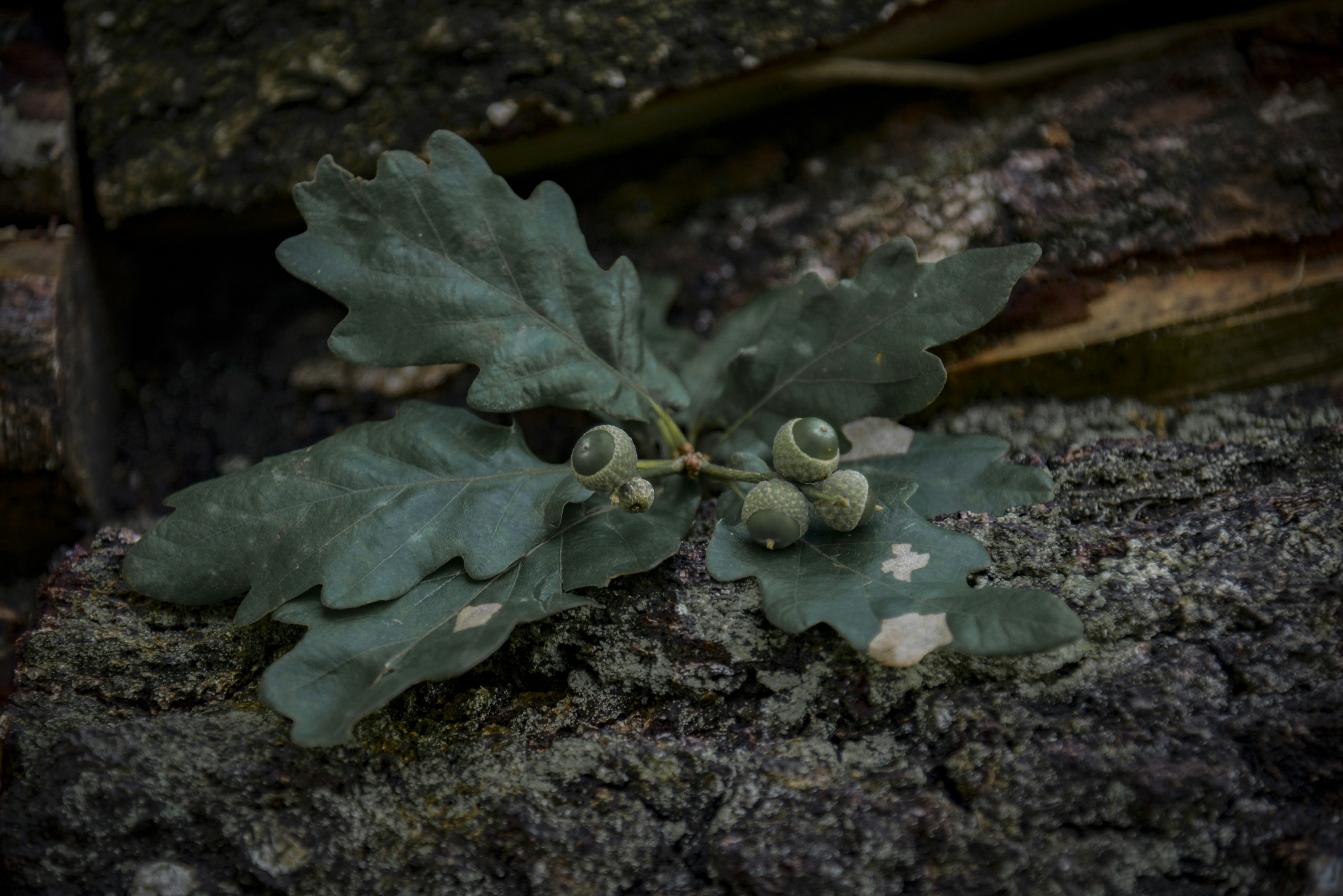 Young oak sapling with acorns growing photo – Free Food Image on Unsplash