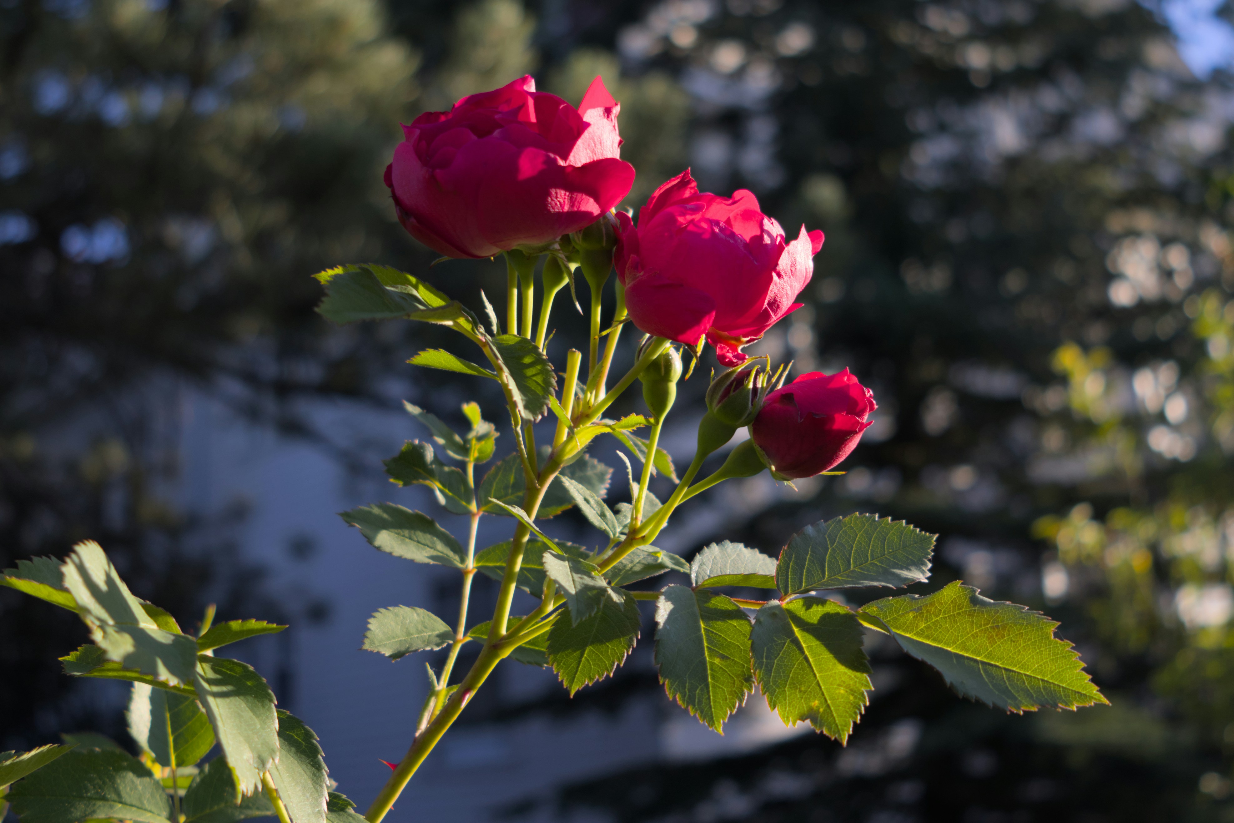Red roses bloom on a sunny day.