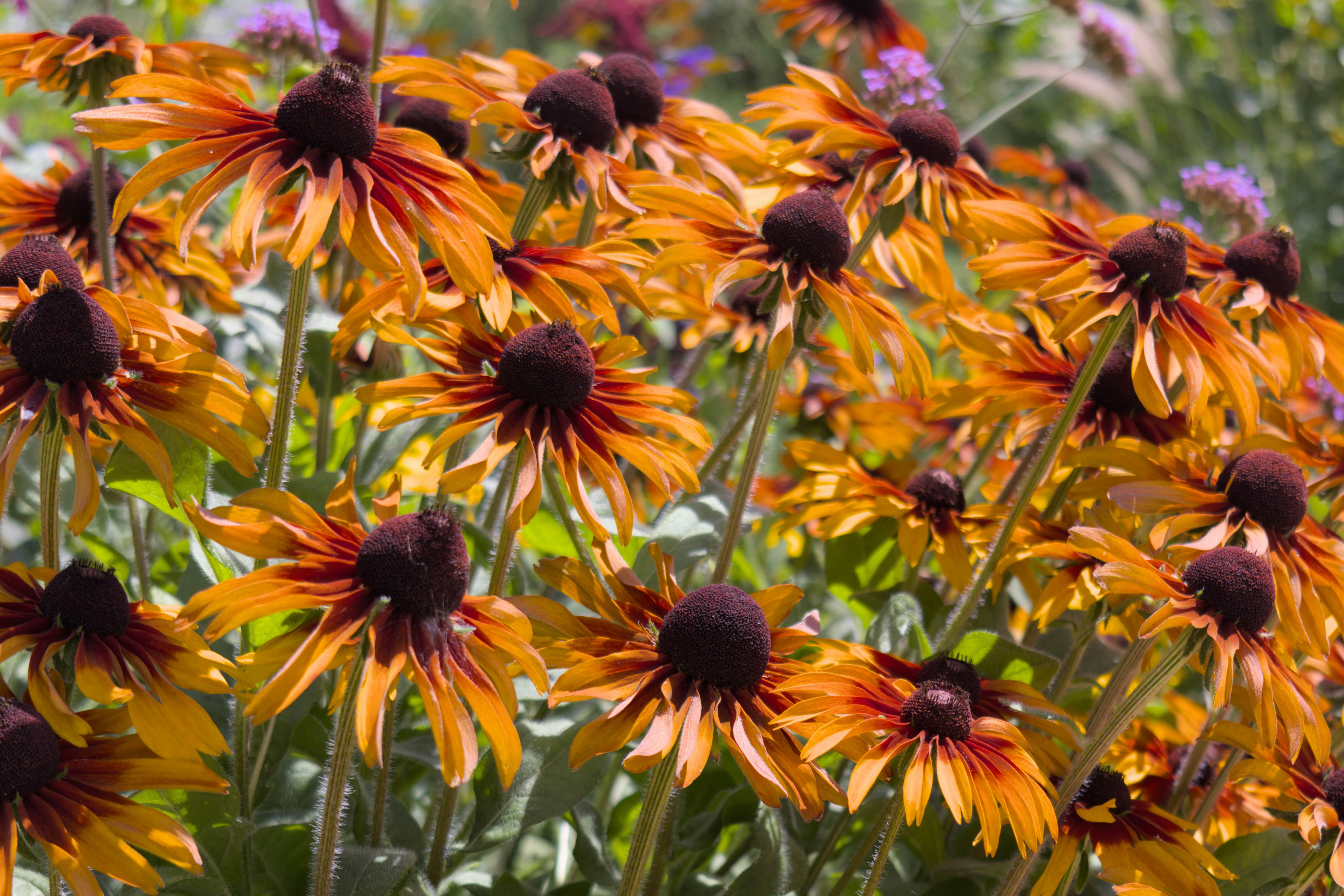 Field of orange and yellow coneflowers in bloom