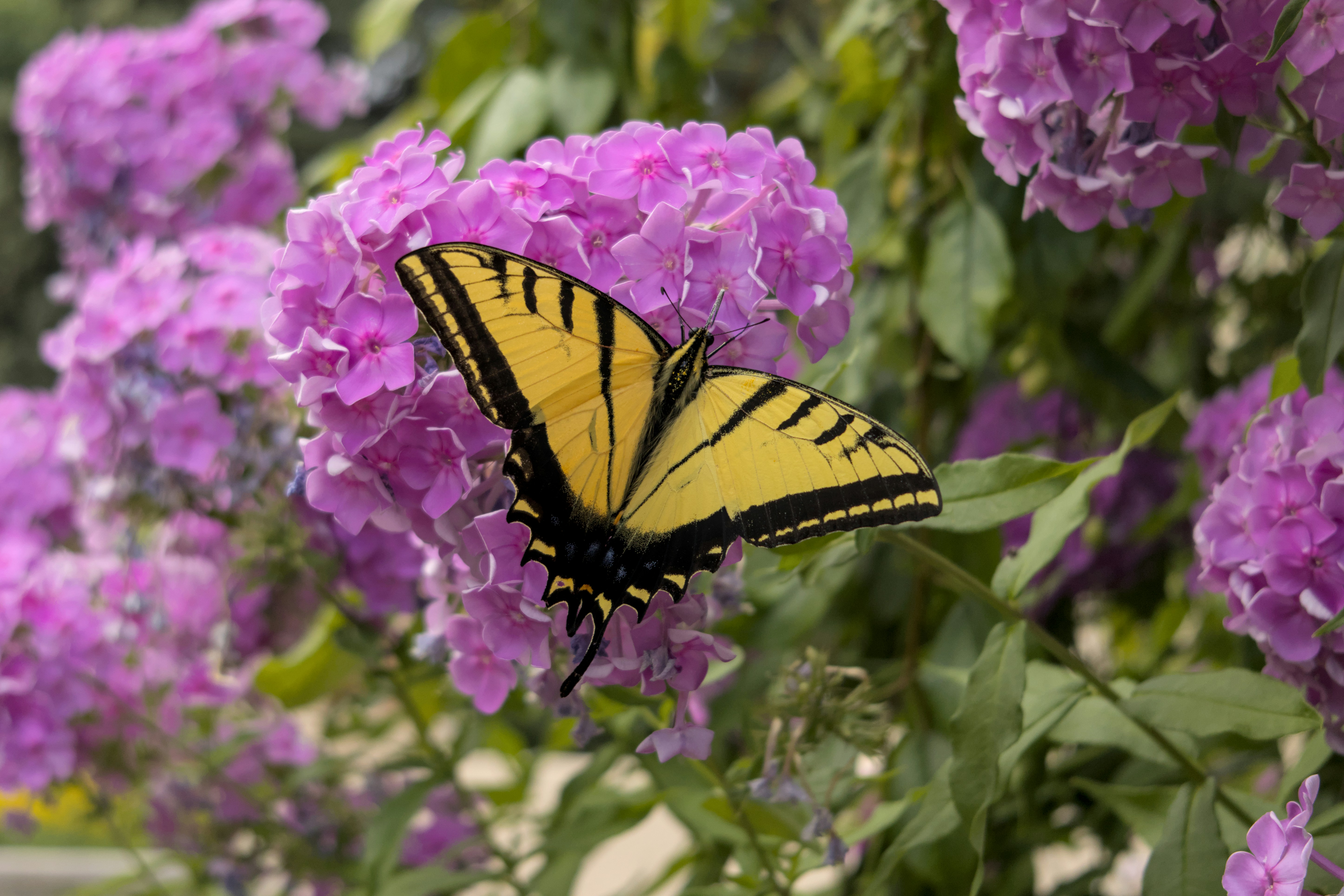 Yellow butterfly rests on purple flowers