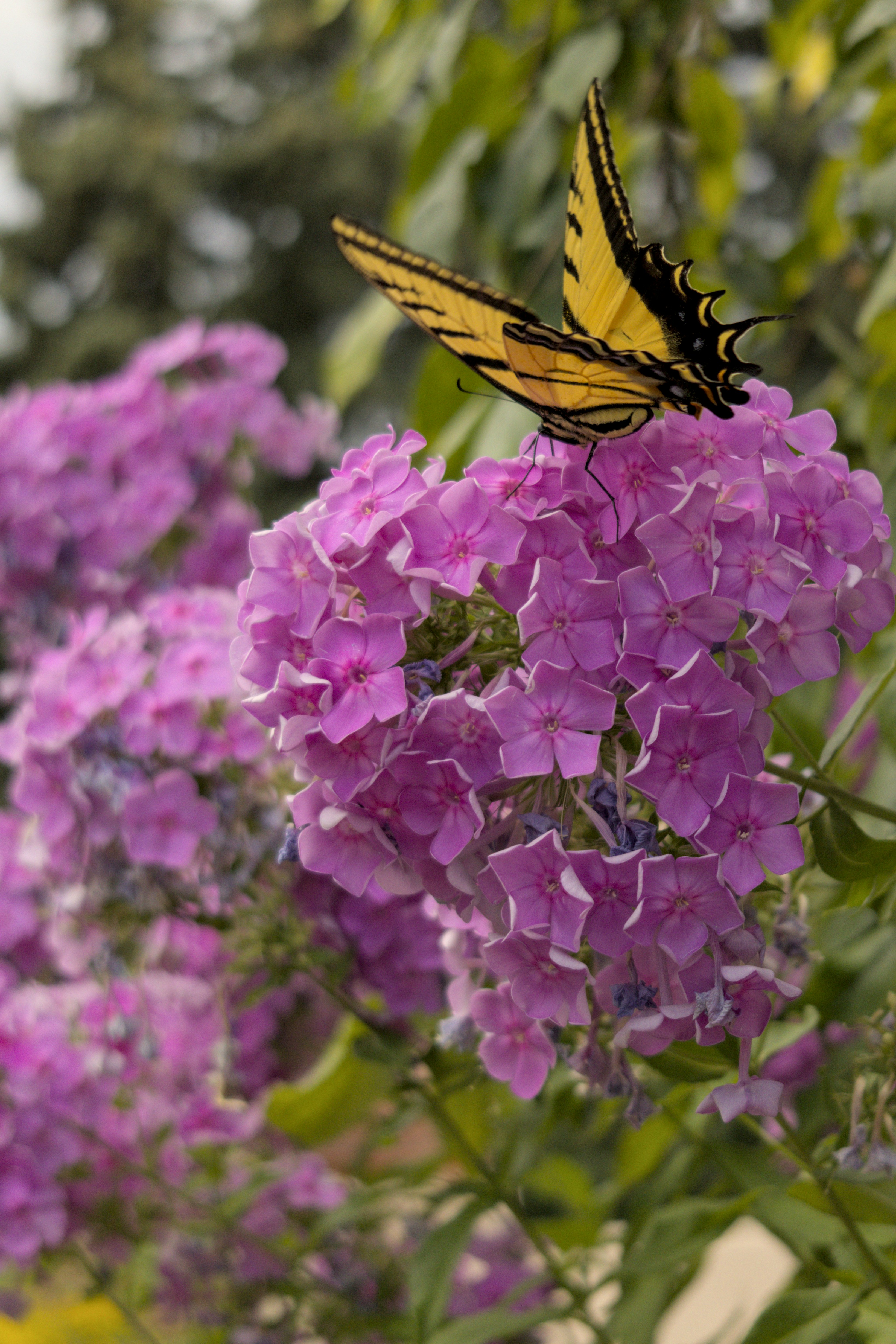 A yellow butterfly rests on purple flowers