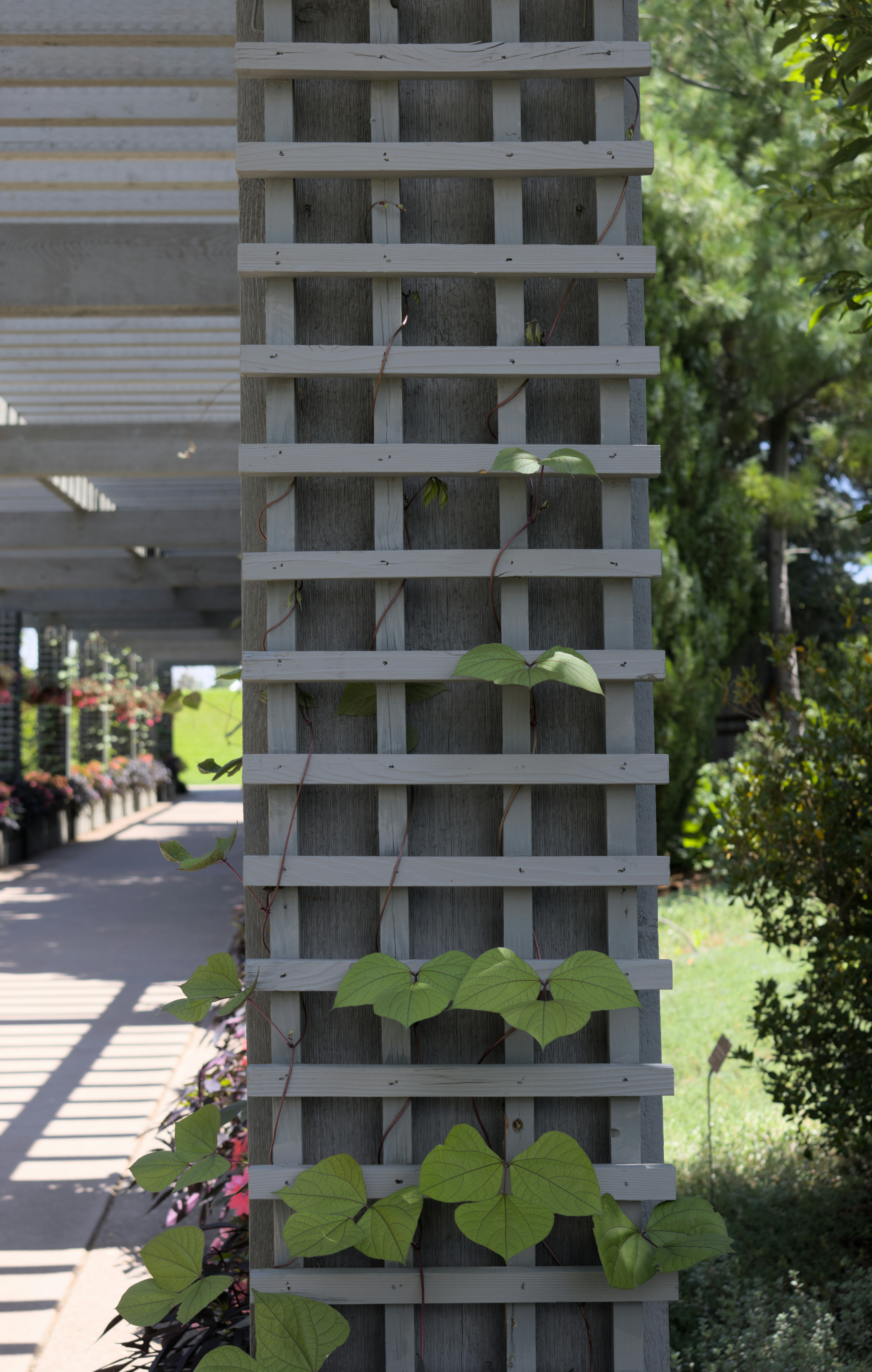 Gray lattice column with green vines and pink flowers.