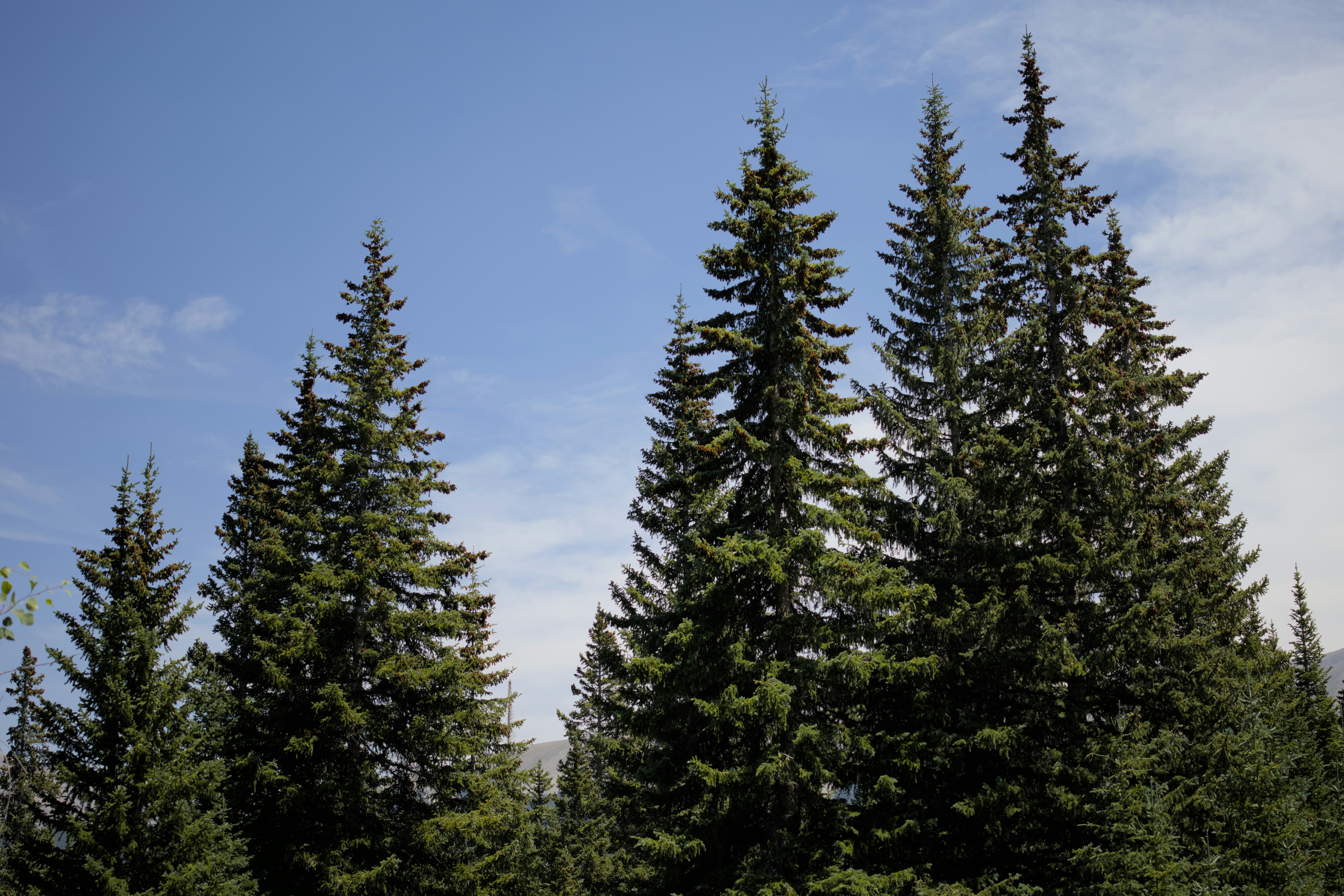 Tall pine trees against a blue sky