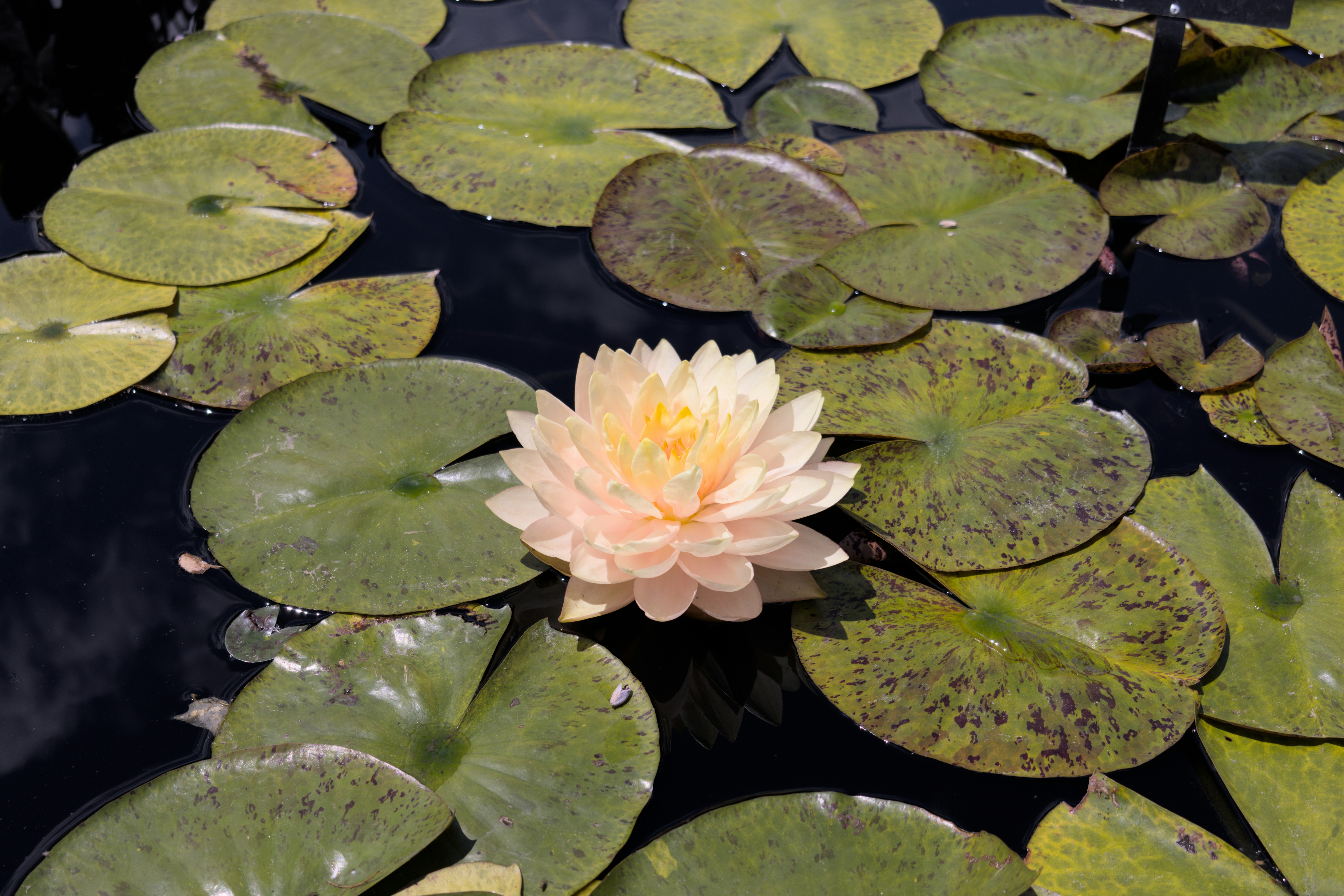 A light pink water lily surrounded by lily pads