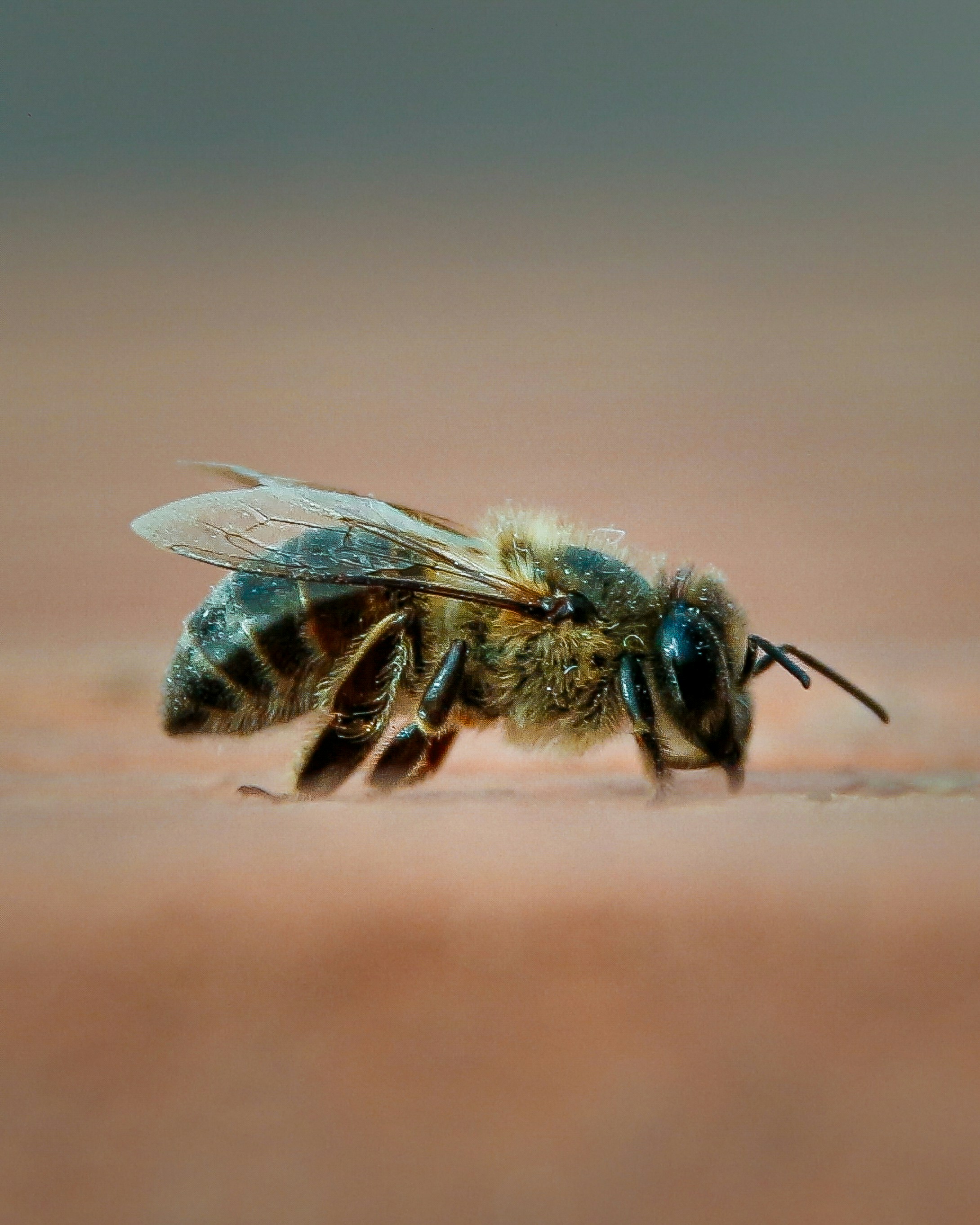 A close-up of a bee on a textured surface.