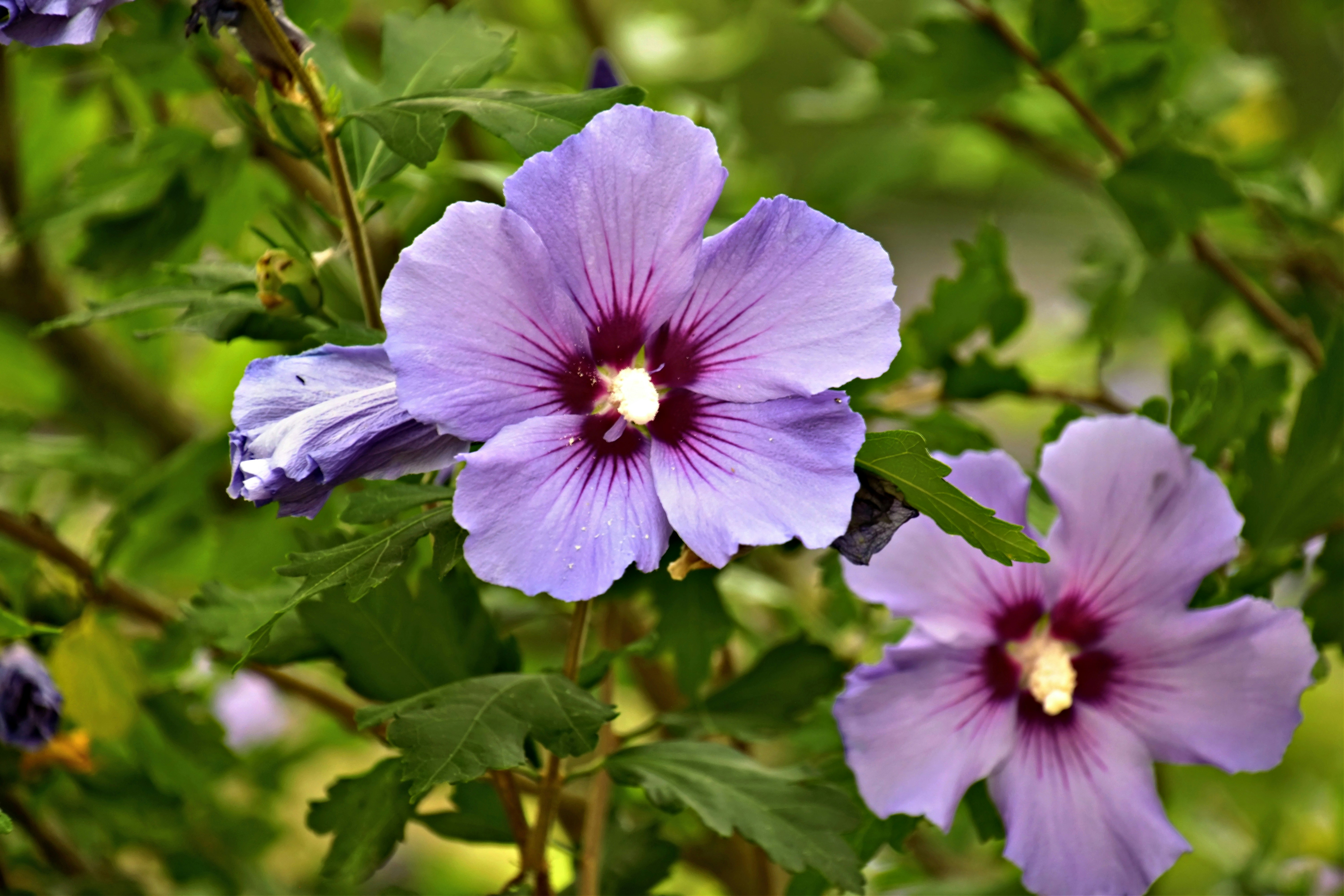 Two purple hibiscus flowers bloom in a garden. photo – Free Flower Image on  Unsplash, image size:3000x2000