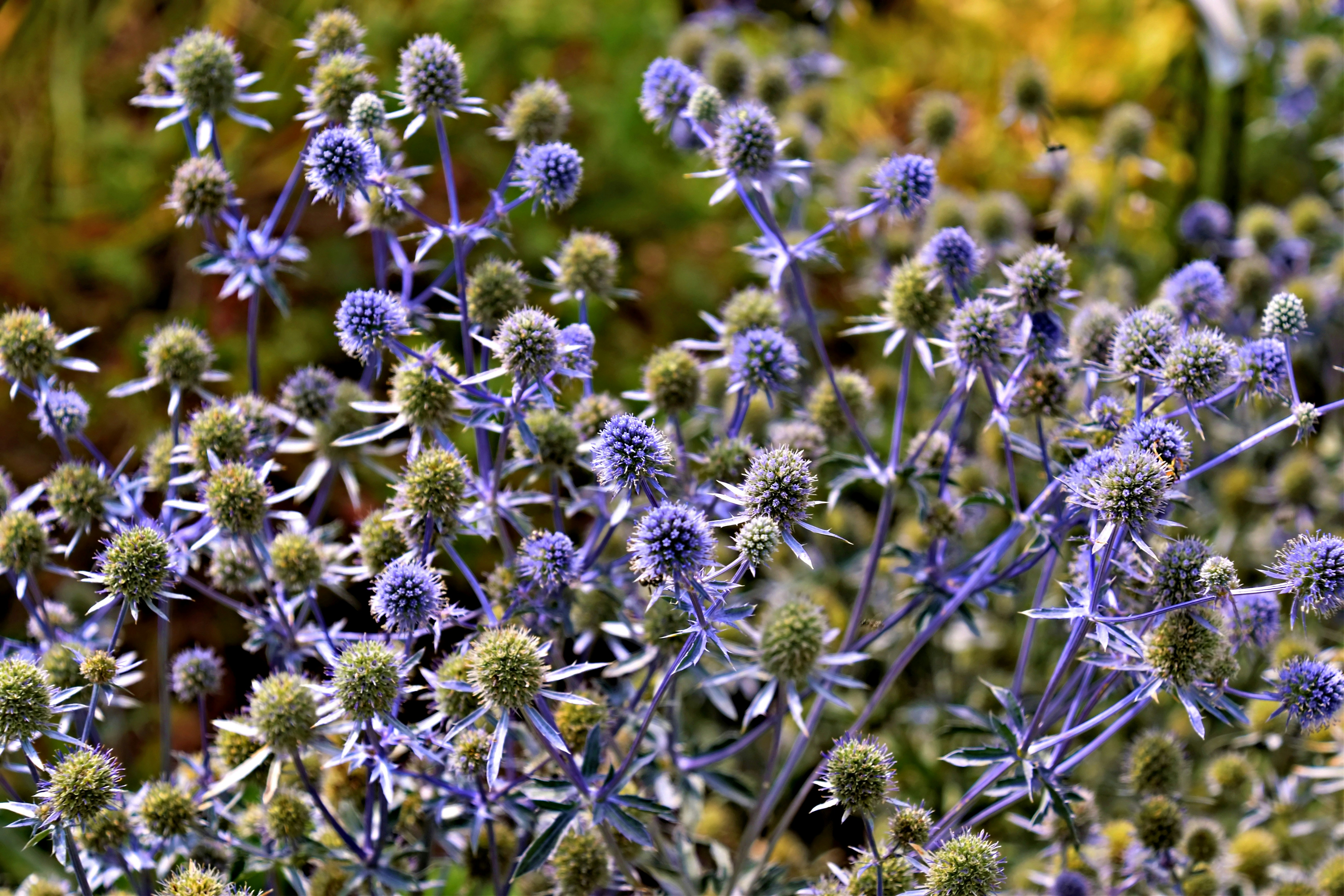 Racimo de pequeñas flores moradas con tallos verdes foto – Imagen de Flor  gratuita en Unsplash, image size:3000x2000