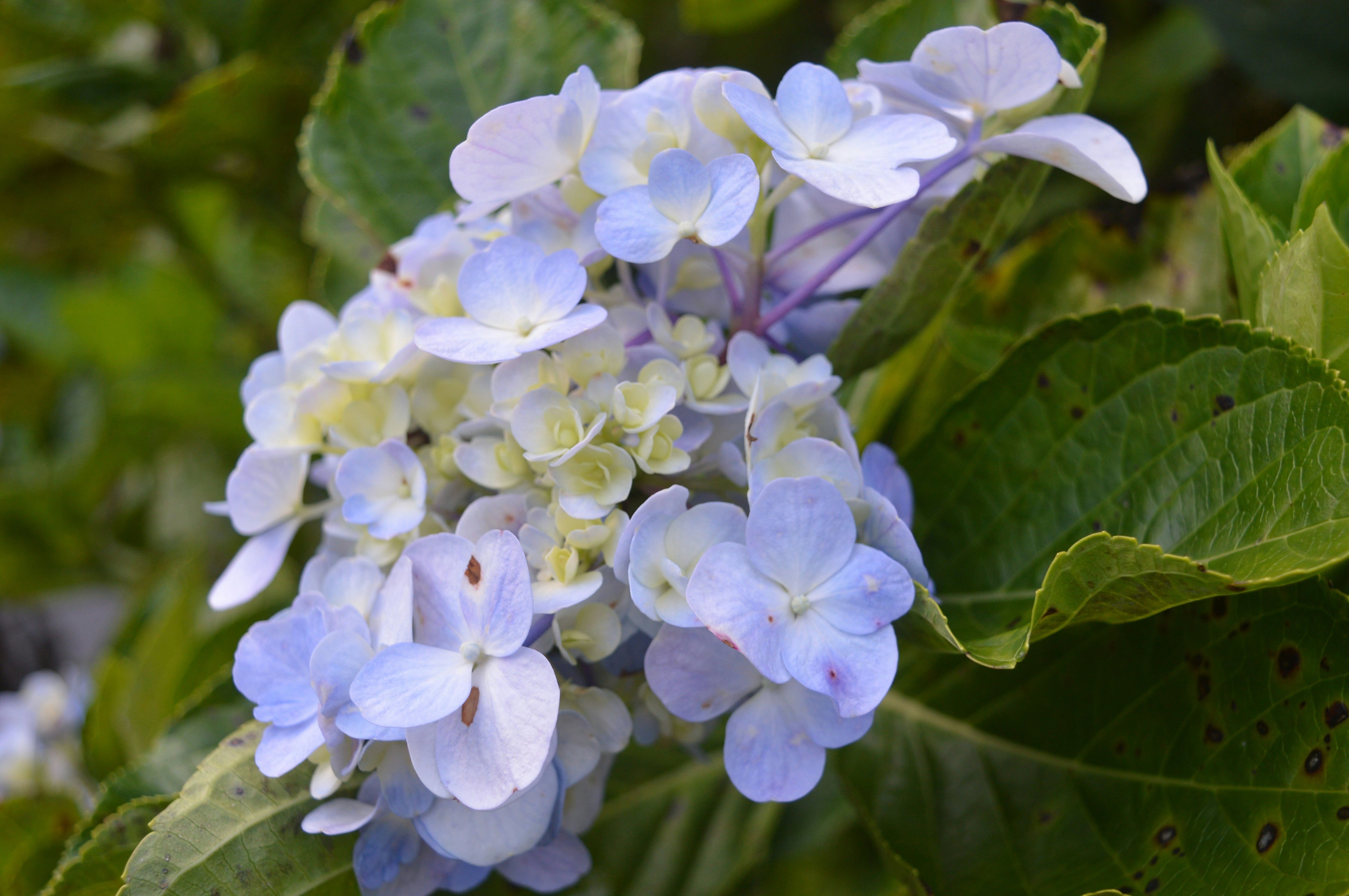 Photo by wisteriagraphics