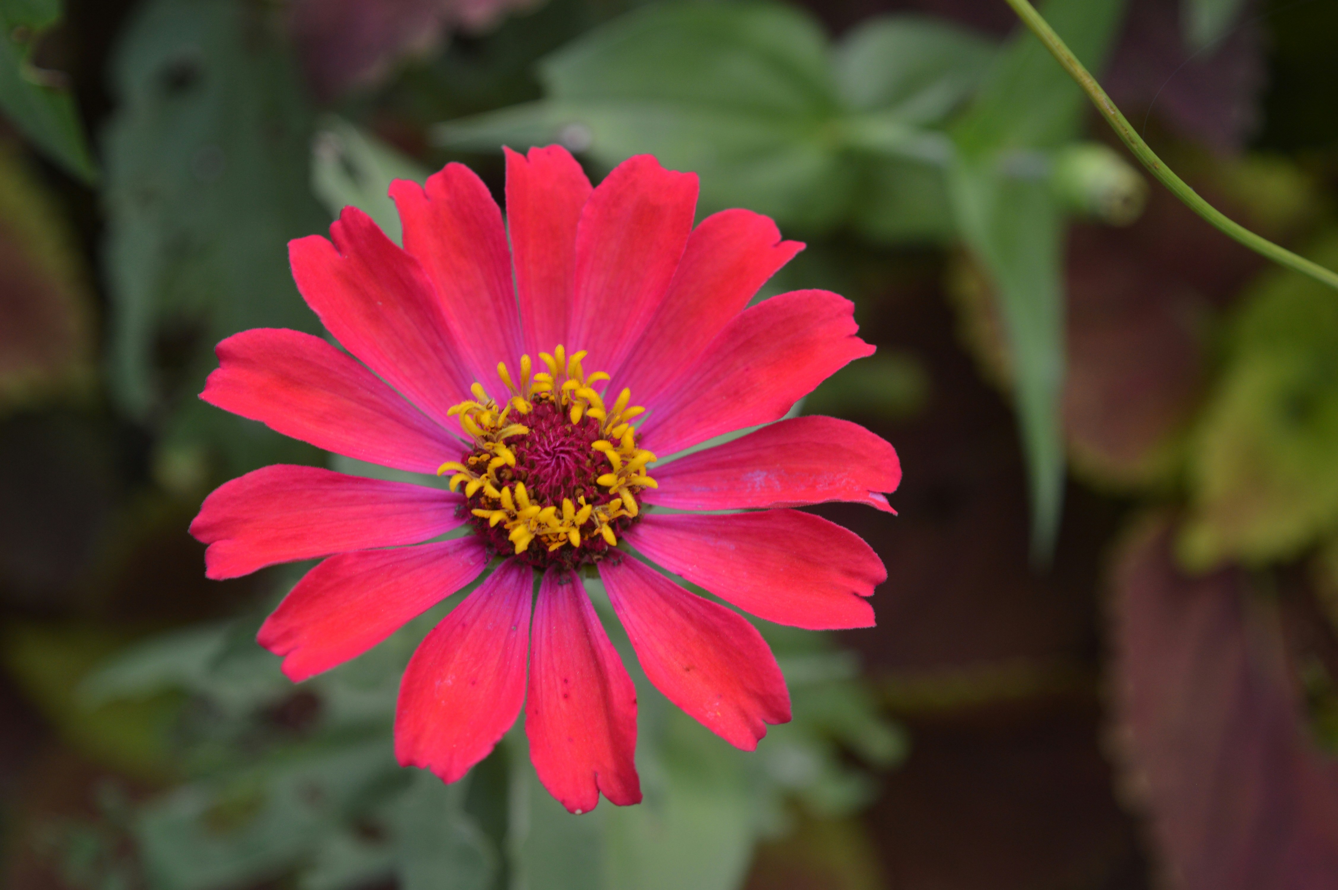 Photo by wisteriagraphics