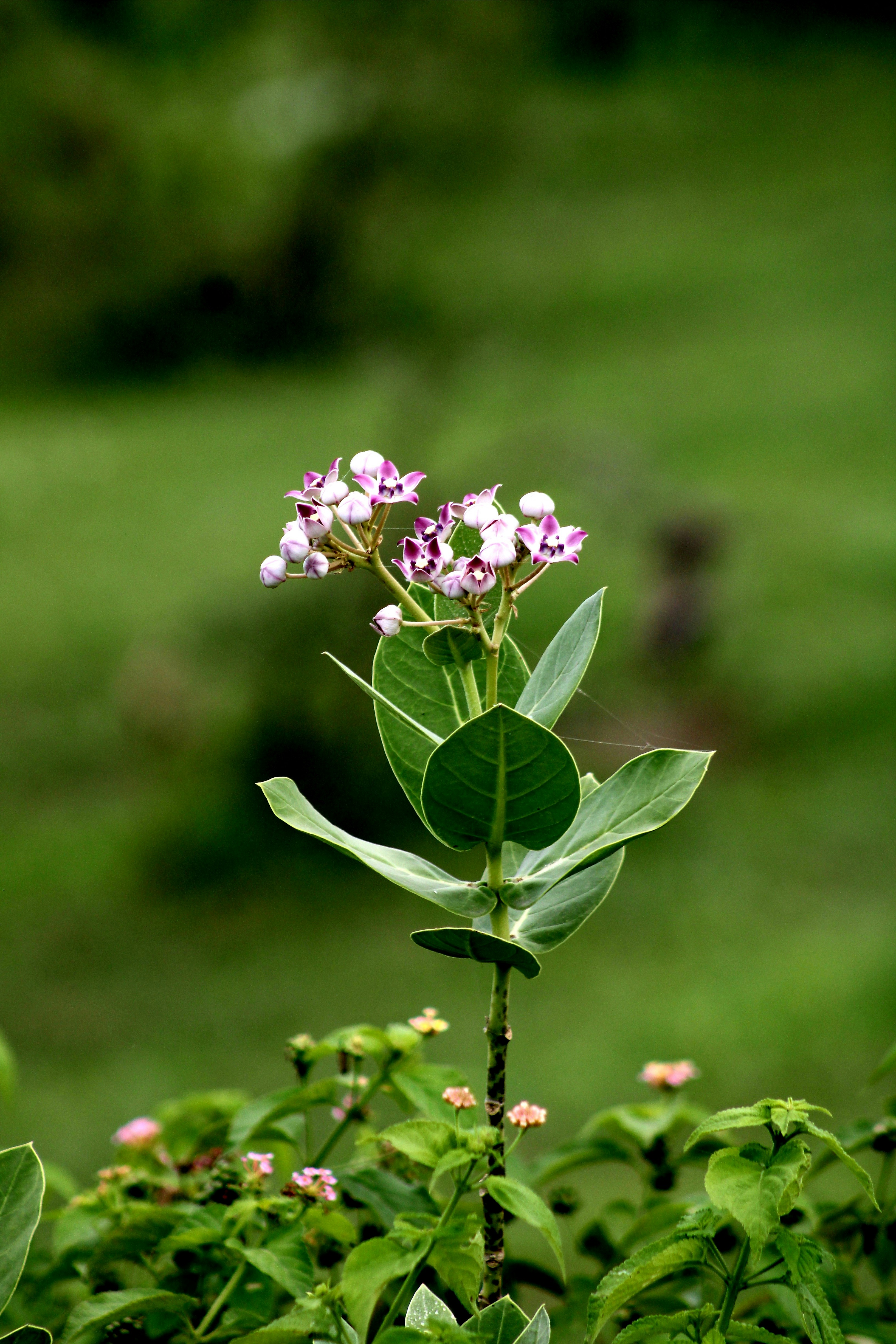 Photo by kailashmaratha55