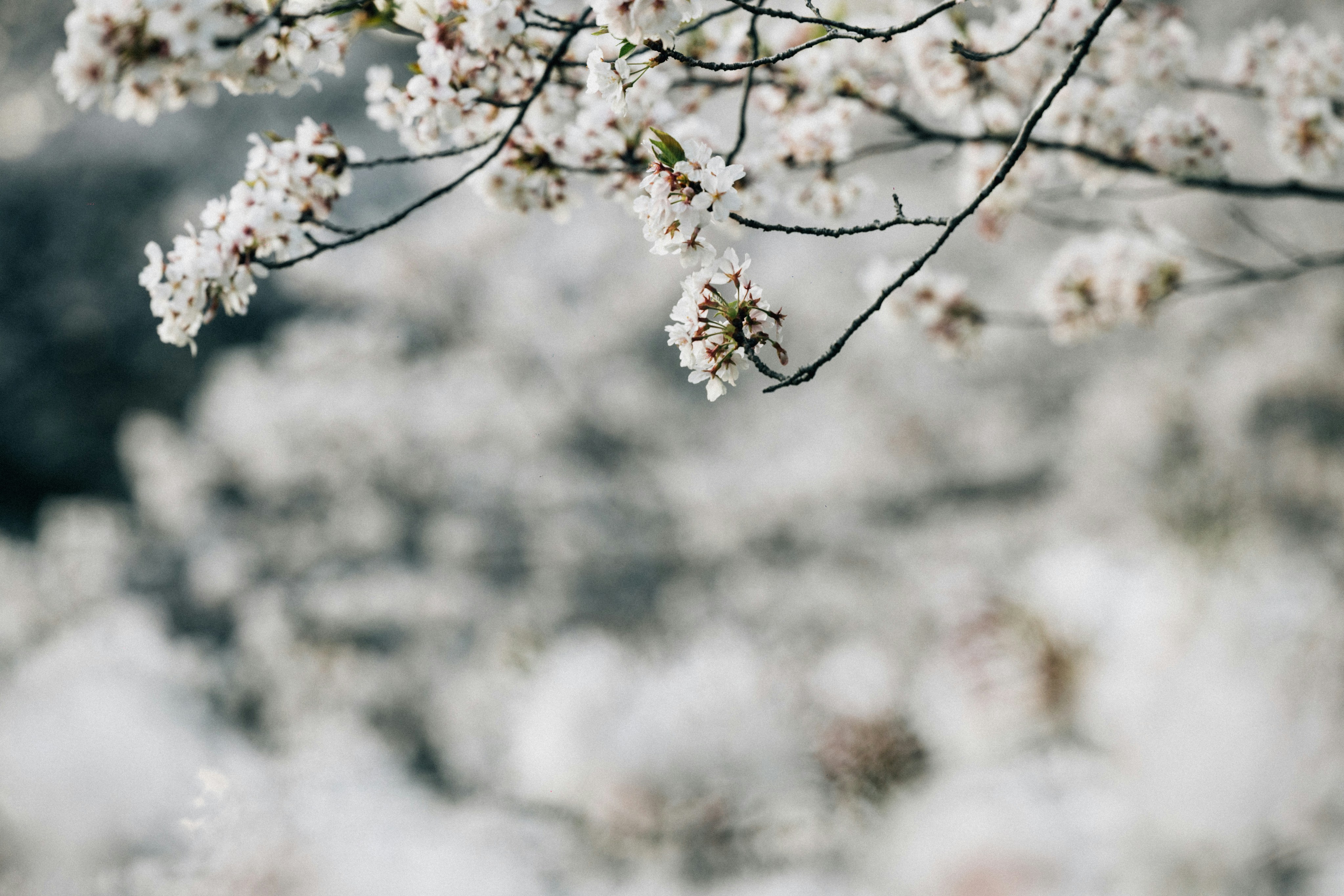 Photo by tsuyoshikozu