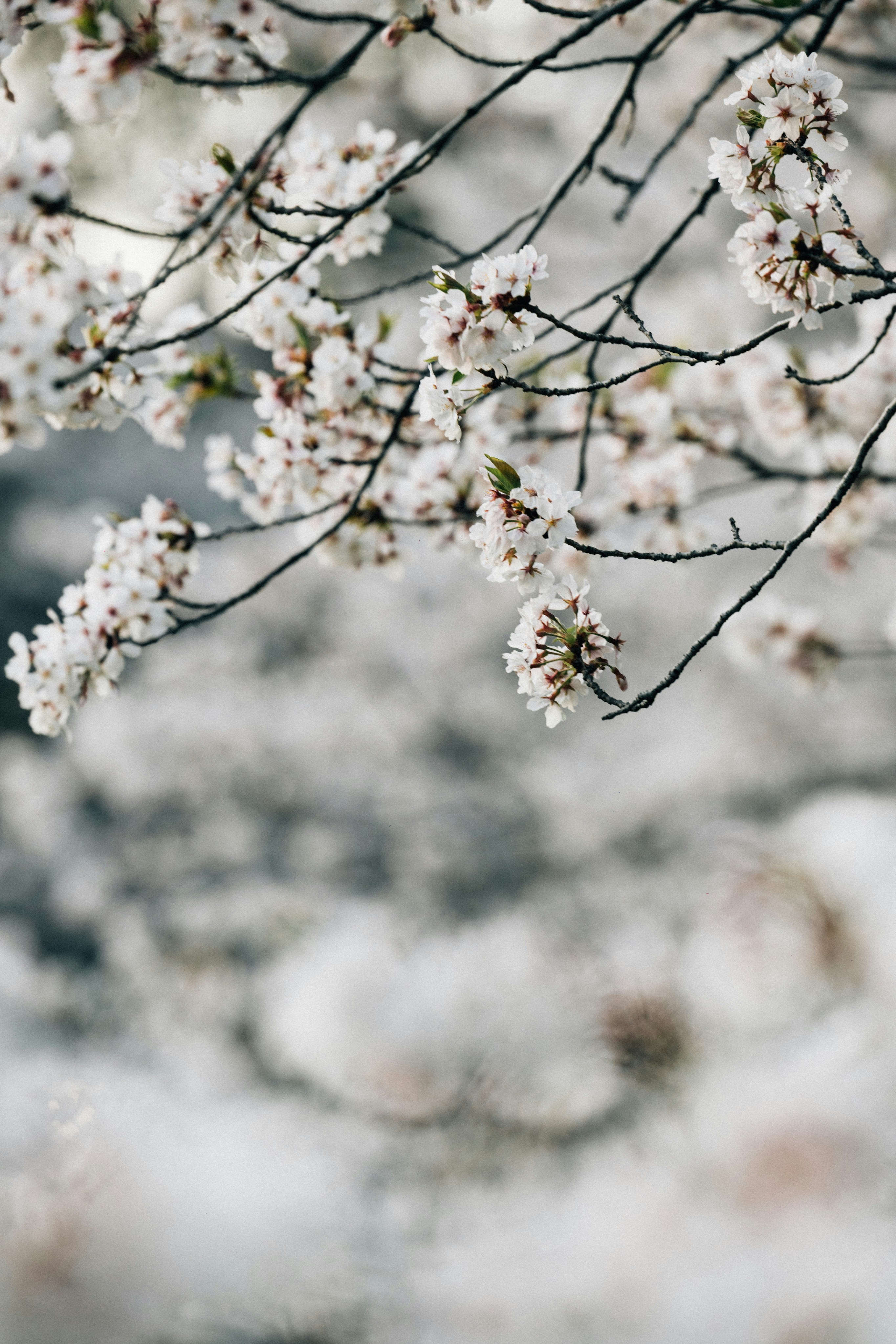 Photo by tsuyoshikozu