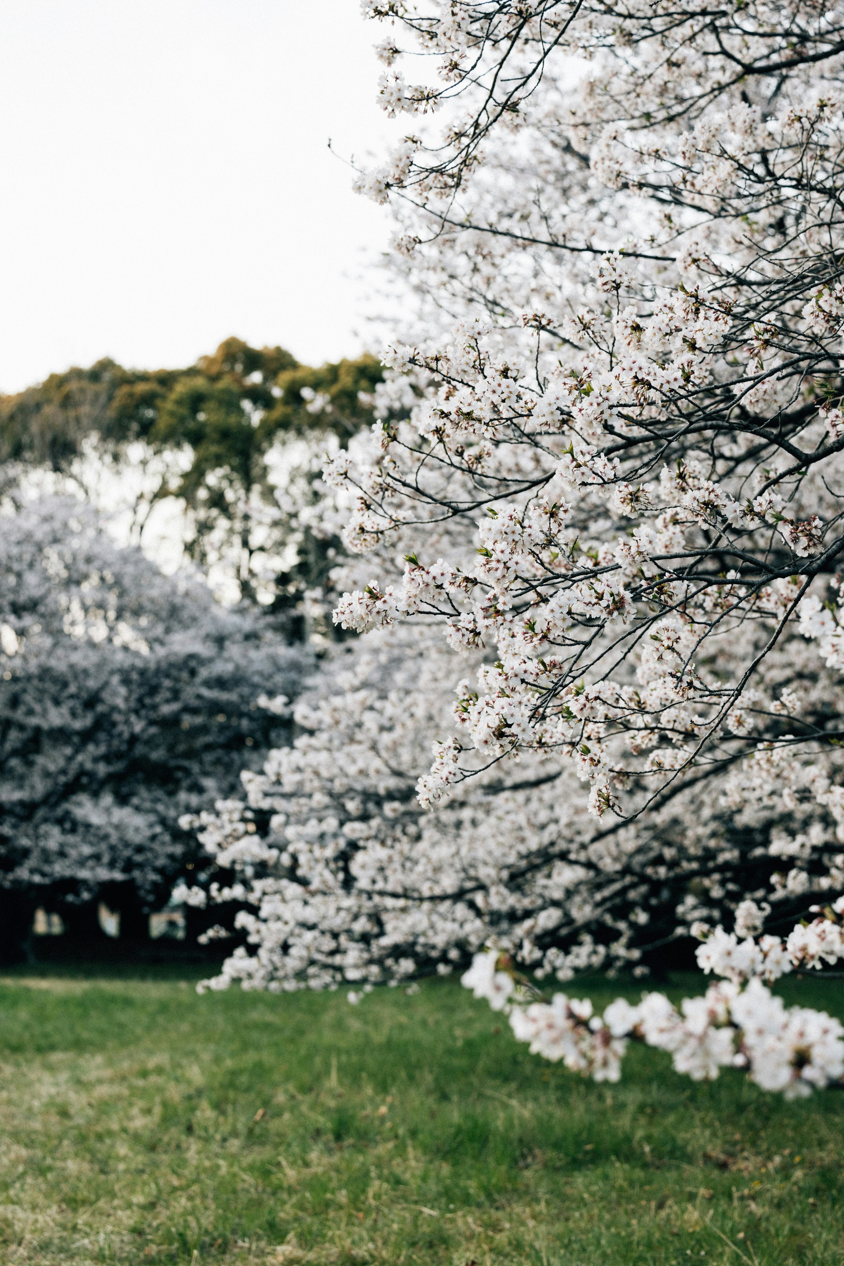 Photo by tsuyoshikozu