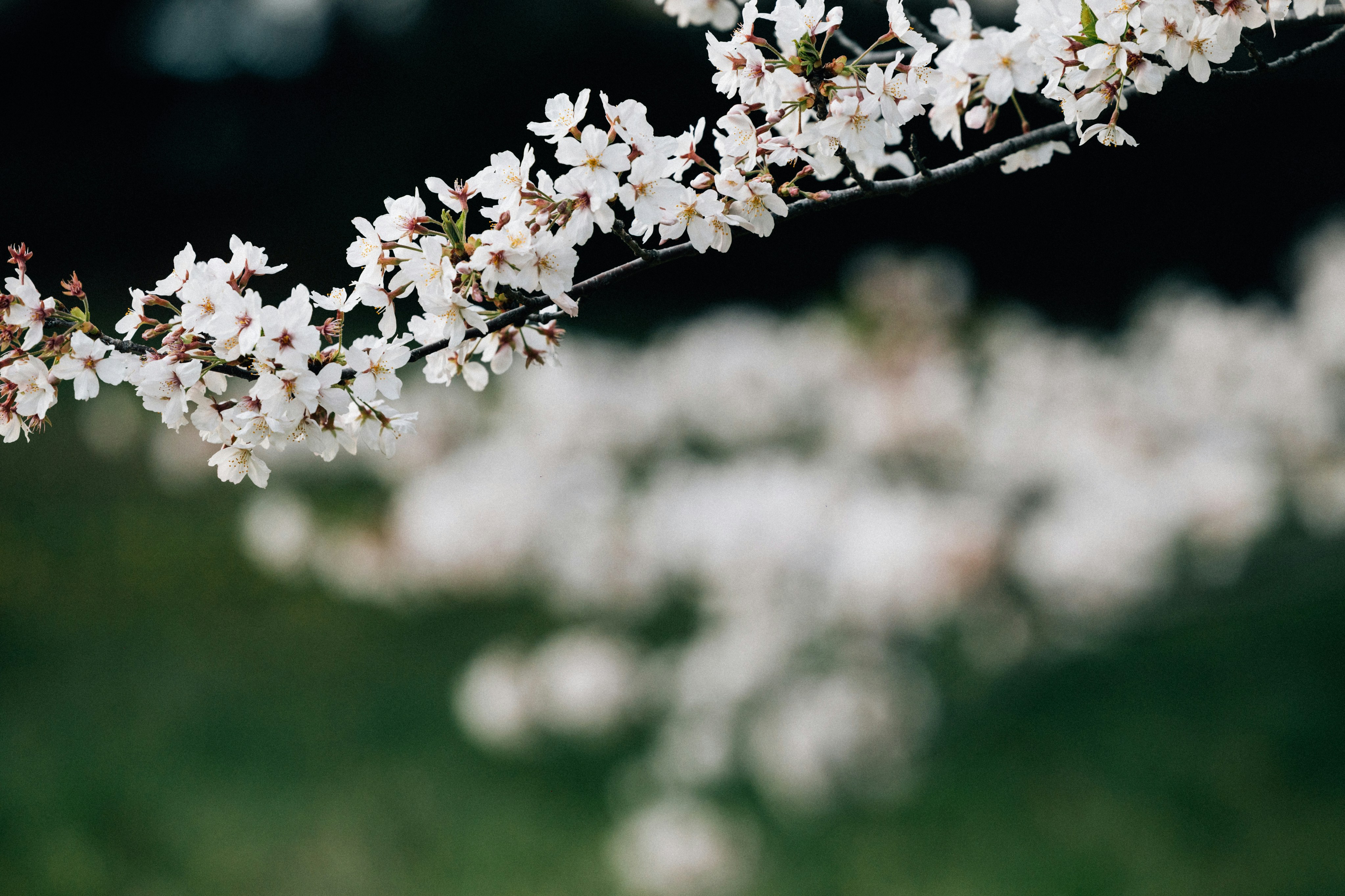 Photo by tsuyoshikozu