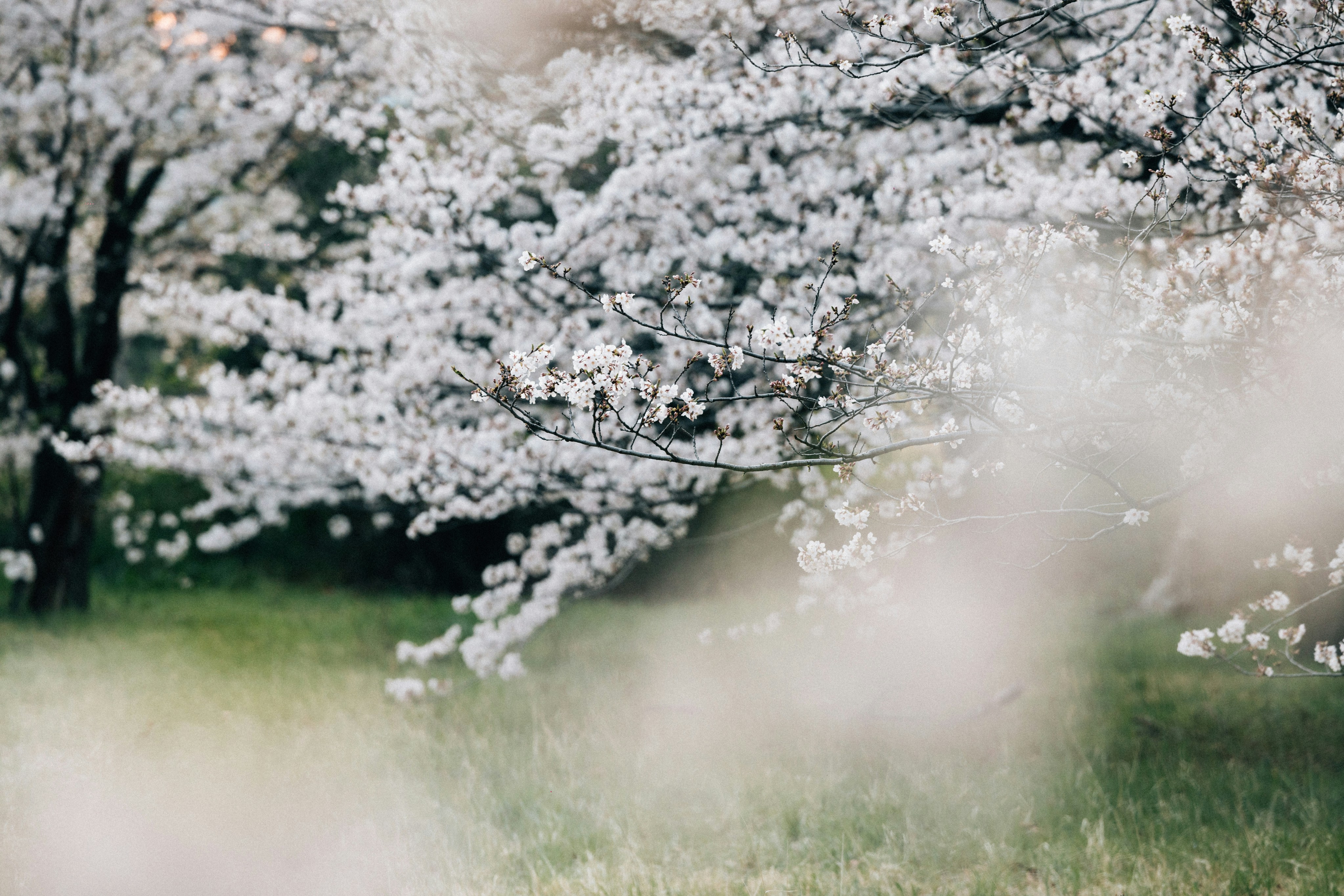 Photo by tsuyoshikozu