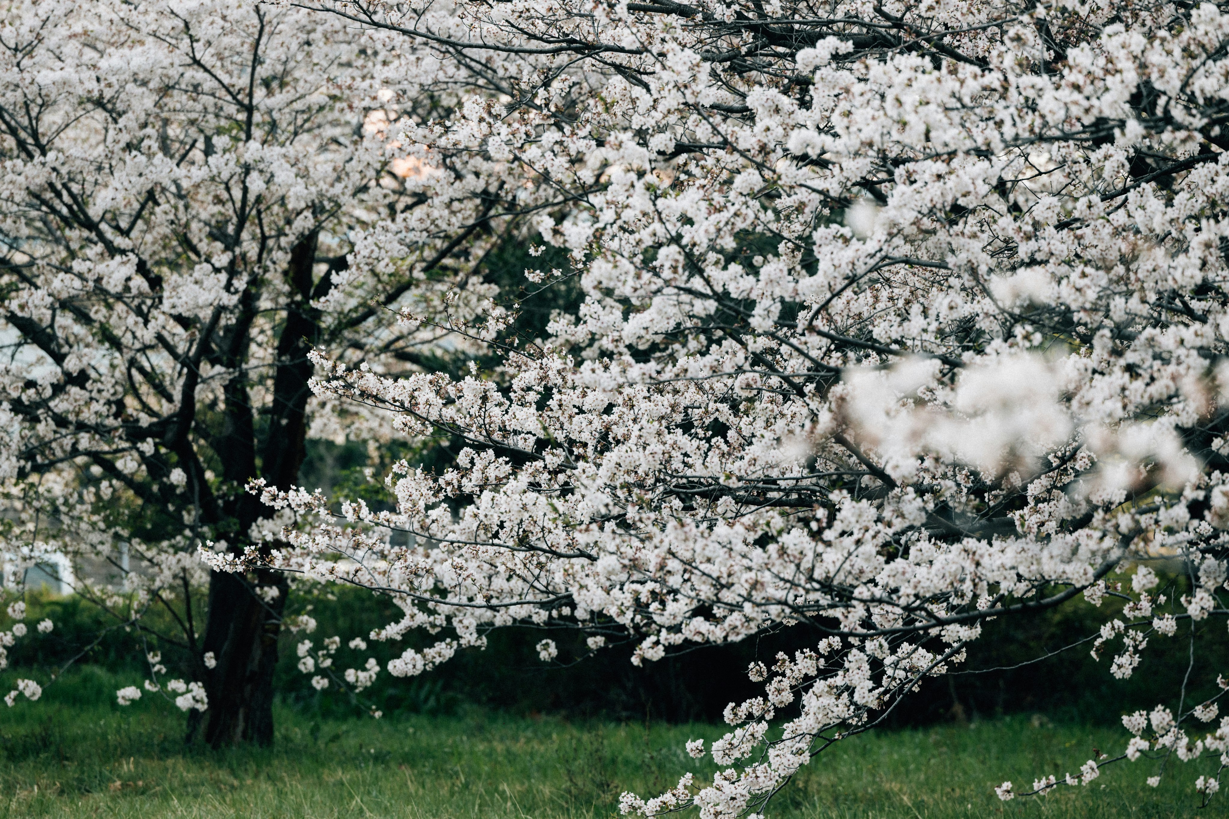 Photo by tsuyoshikozu