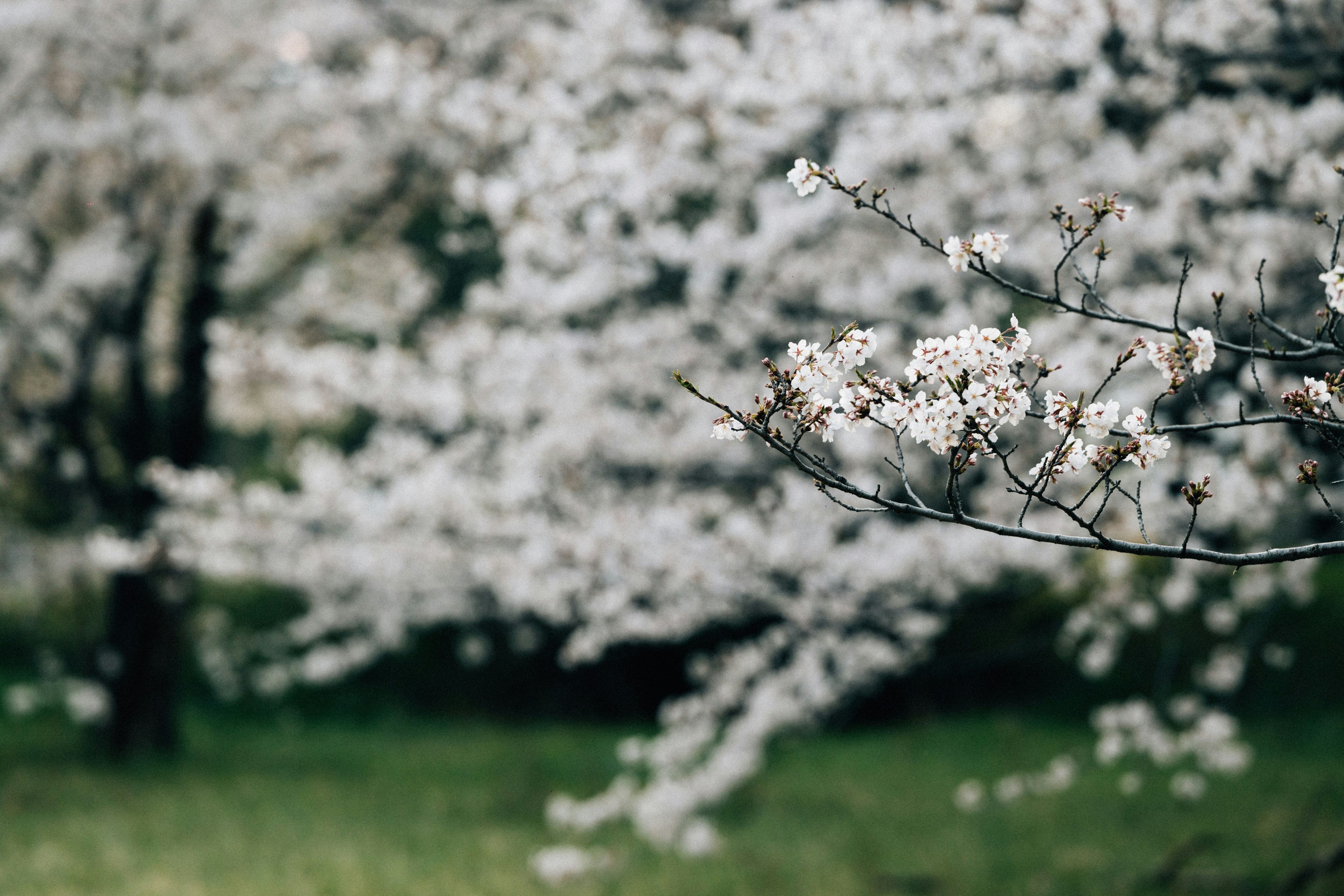 Photo by tsuyoshikozu