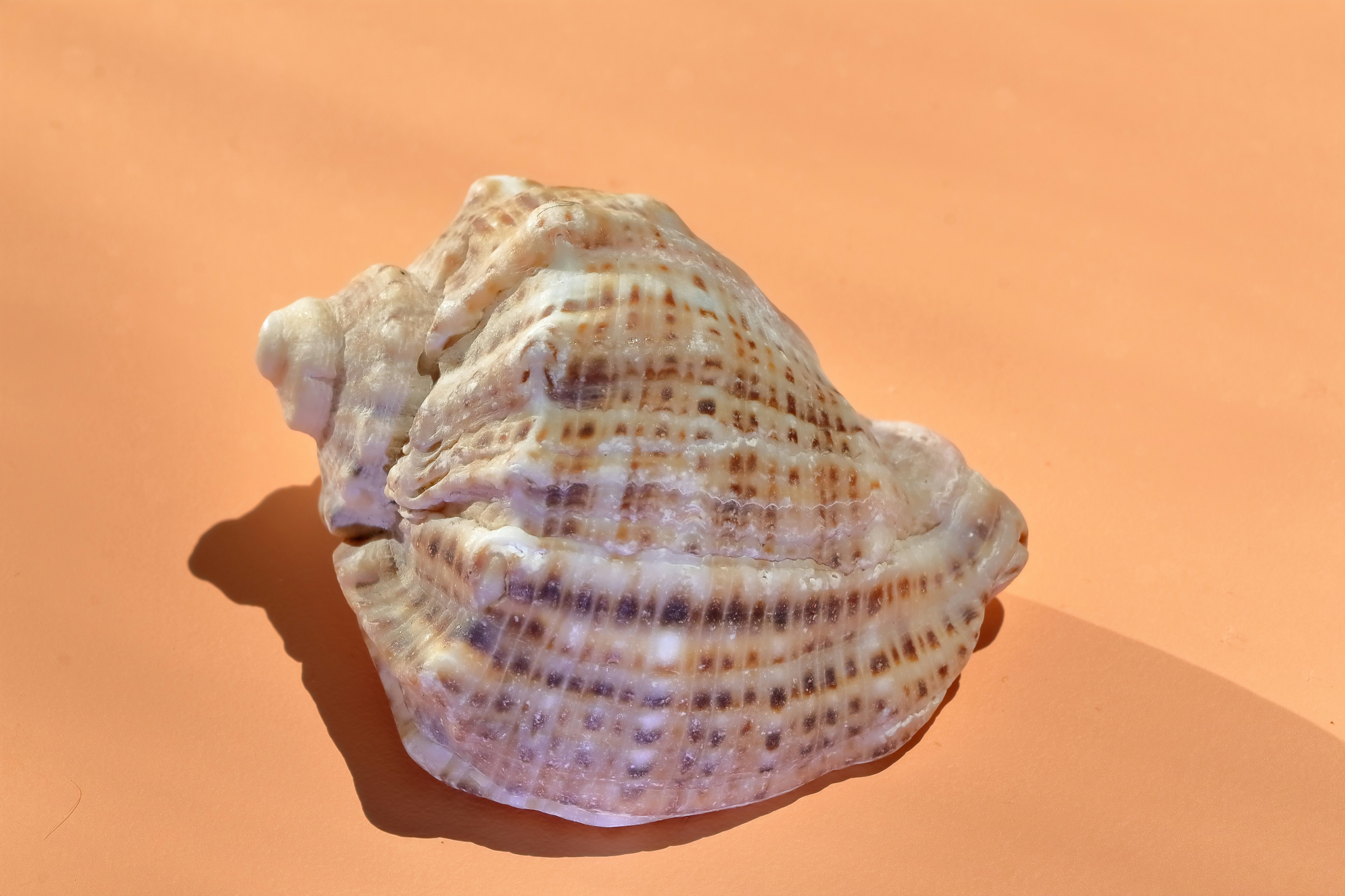 Ako kokalithaphory tvarujú planétu