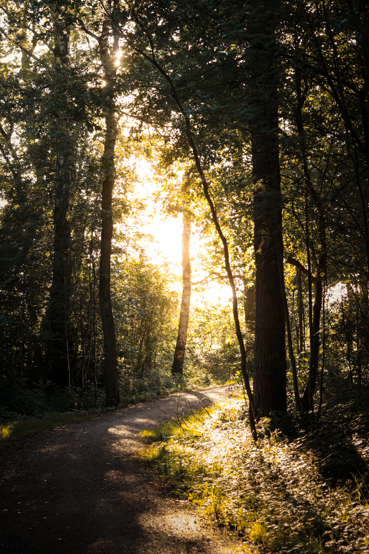 Sonnenlicht auf einem grünen Waldweg als Symbol für den Rauchstopp