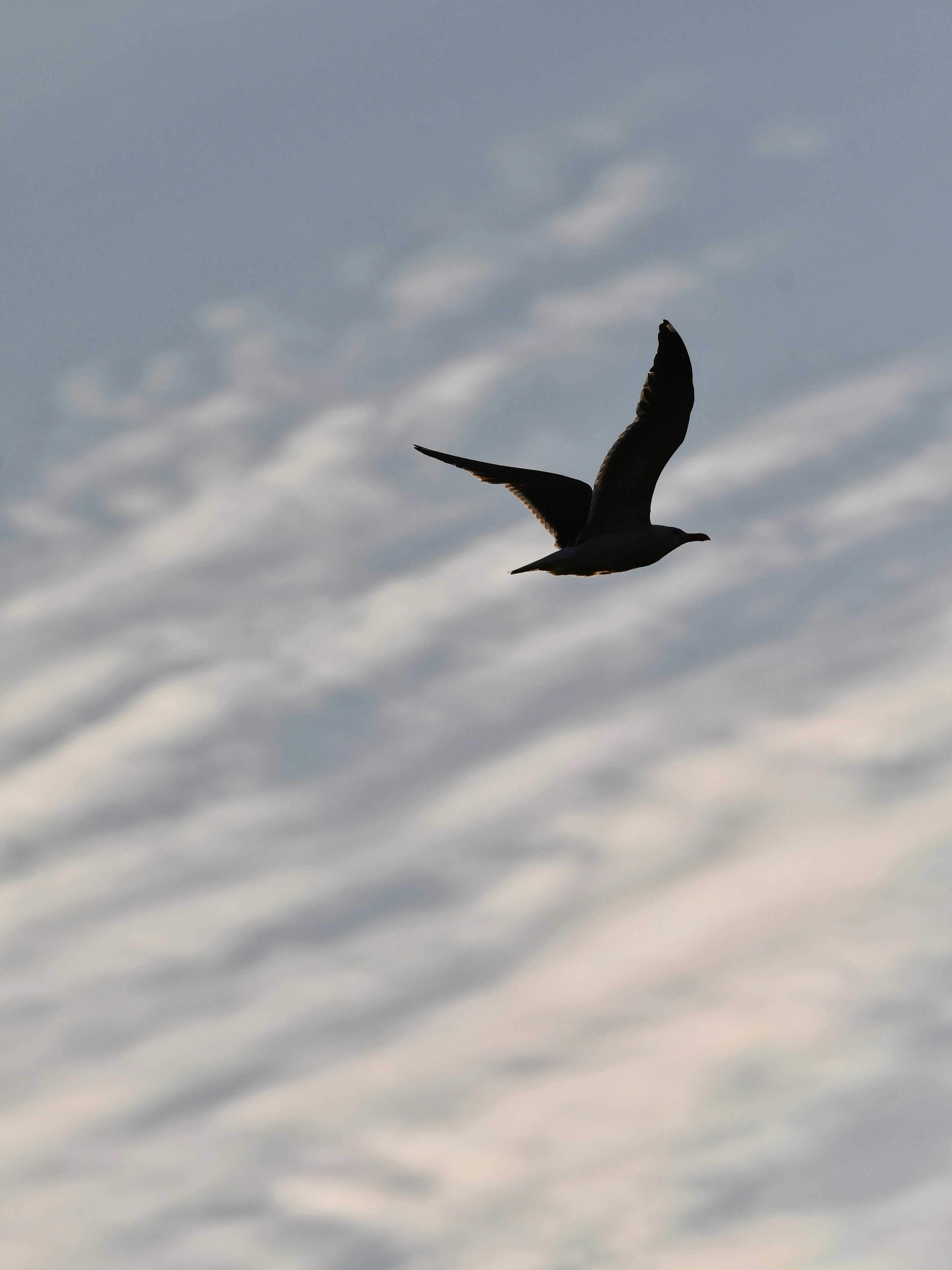 Photo by pedrino5_official