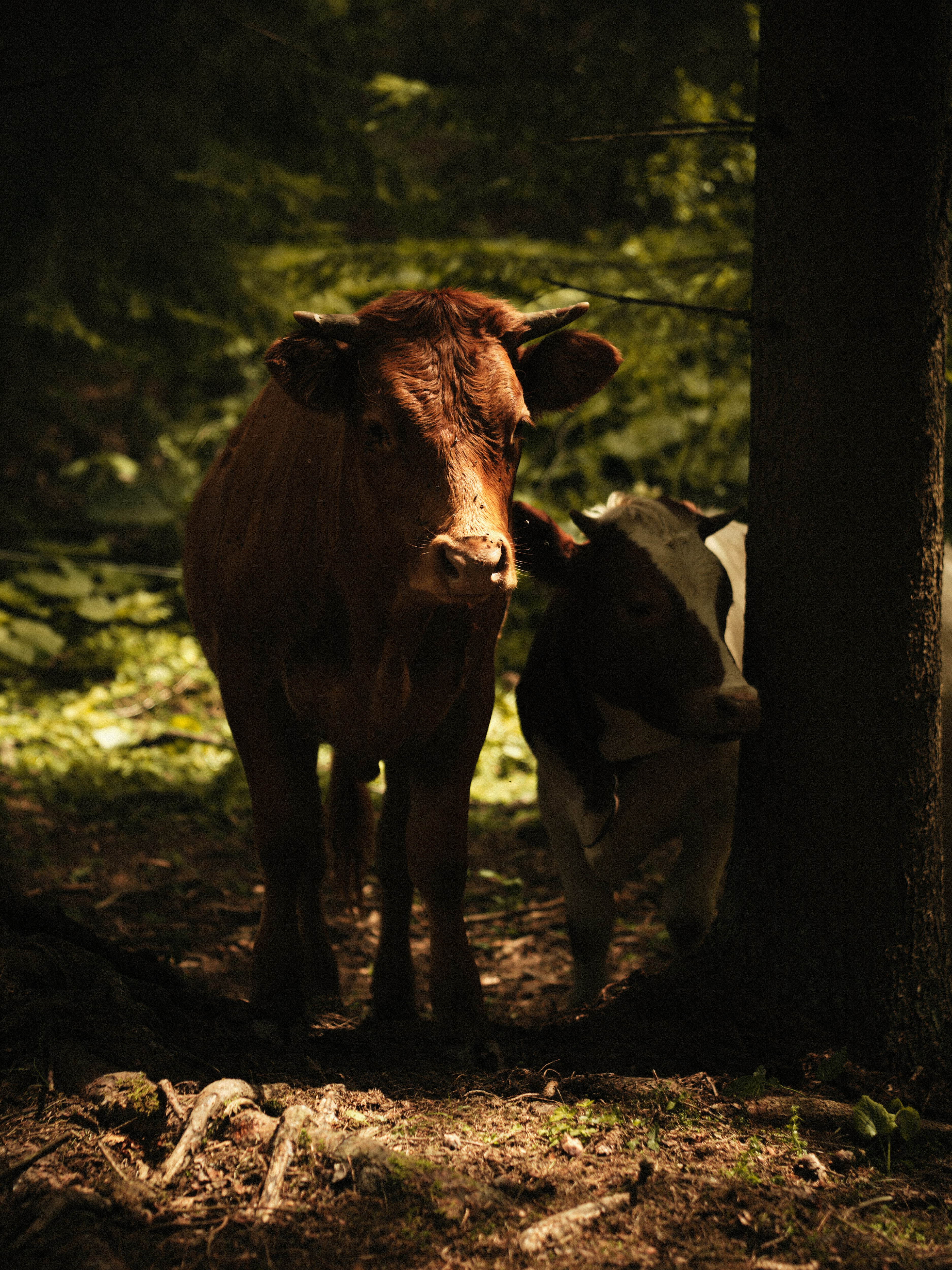 Two cows standing in a sunlit forest clearing