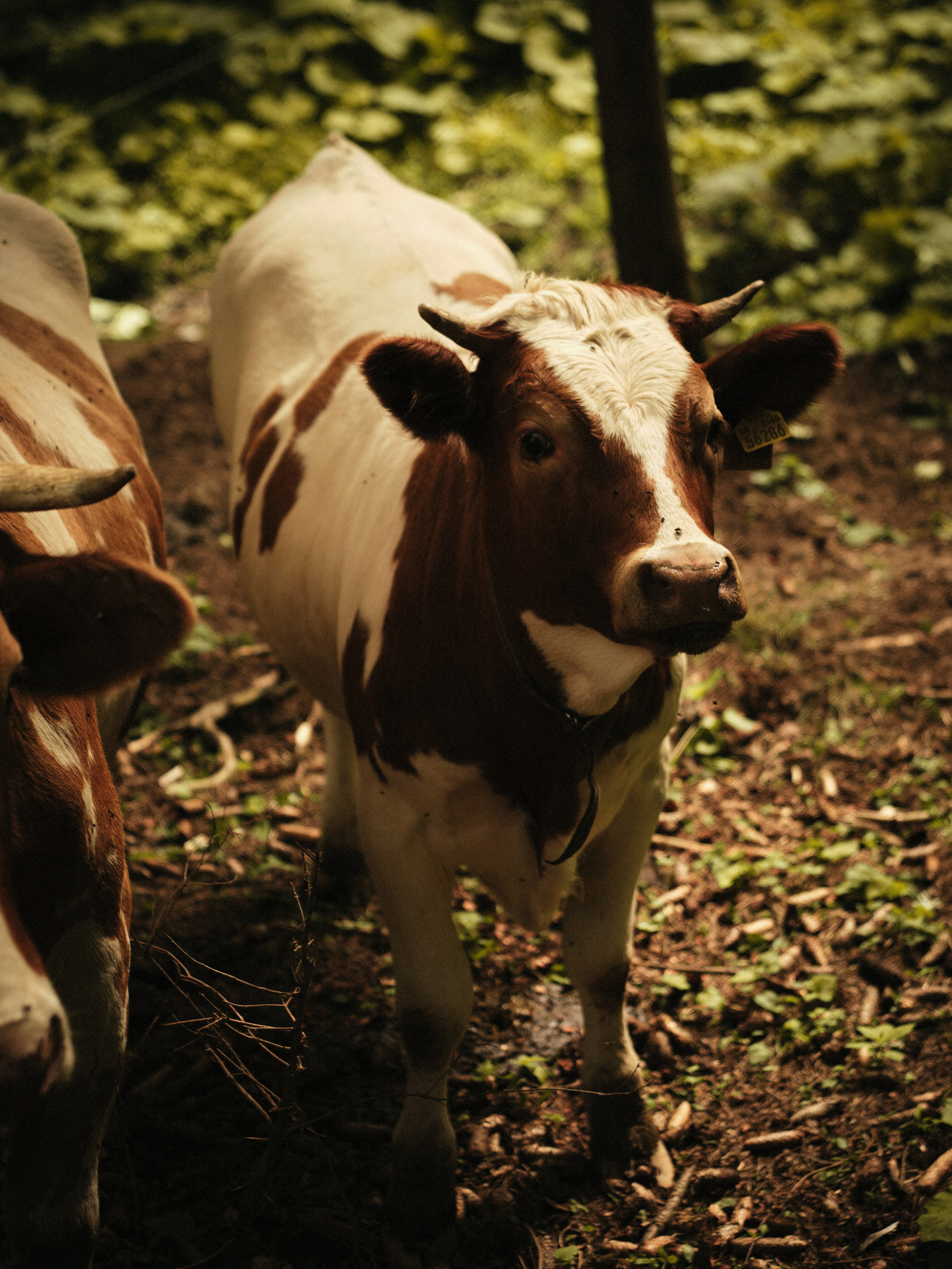 A young cow with brown and white markings stands in a forest.