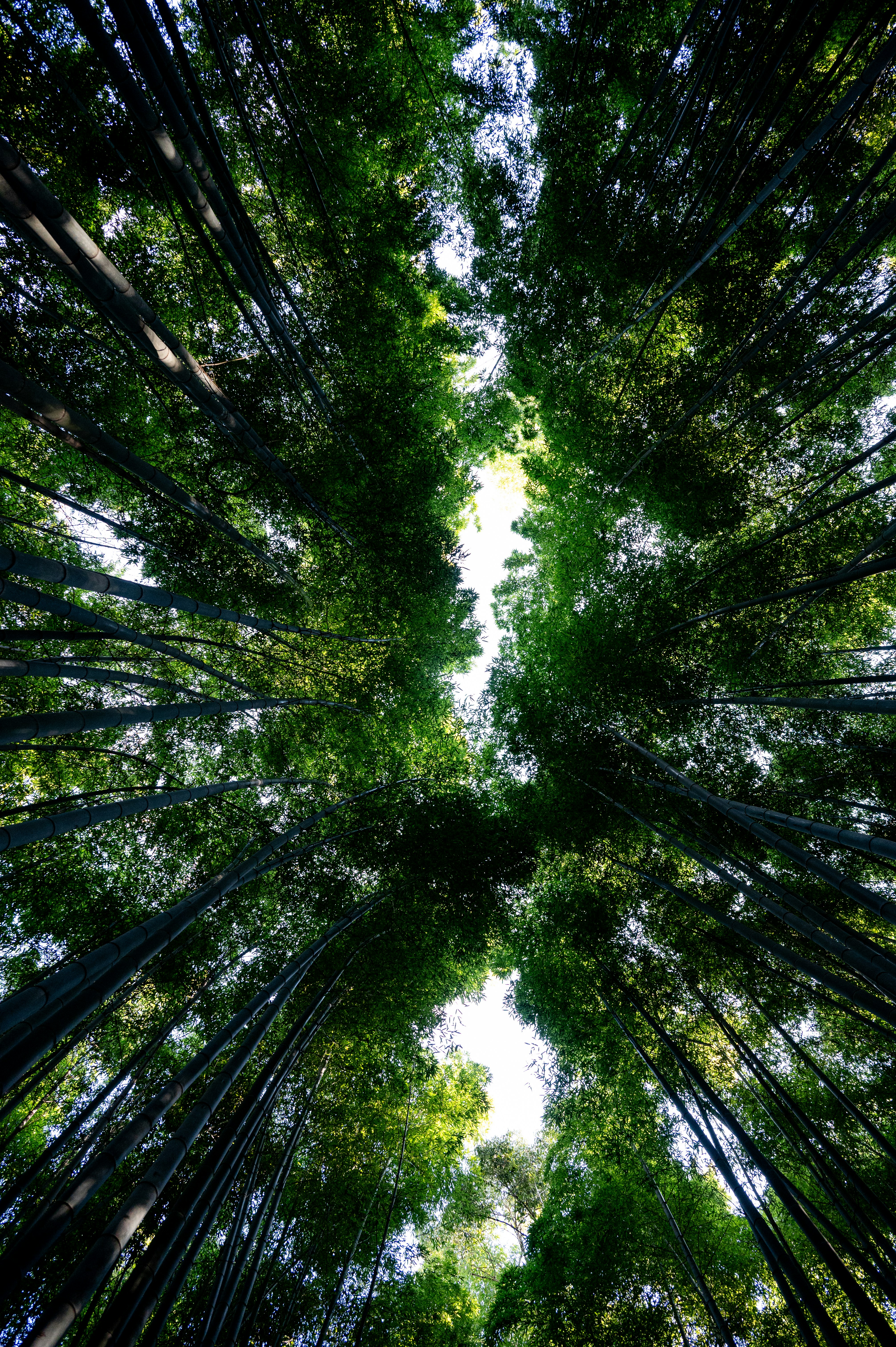 Looking up through tall green bamboo stalks towards the sky.