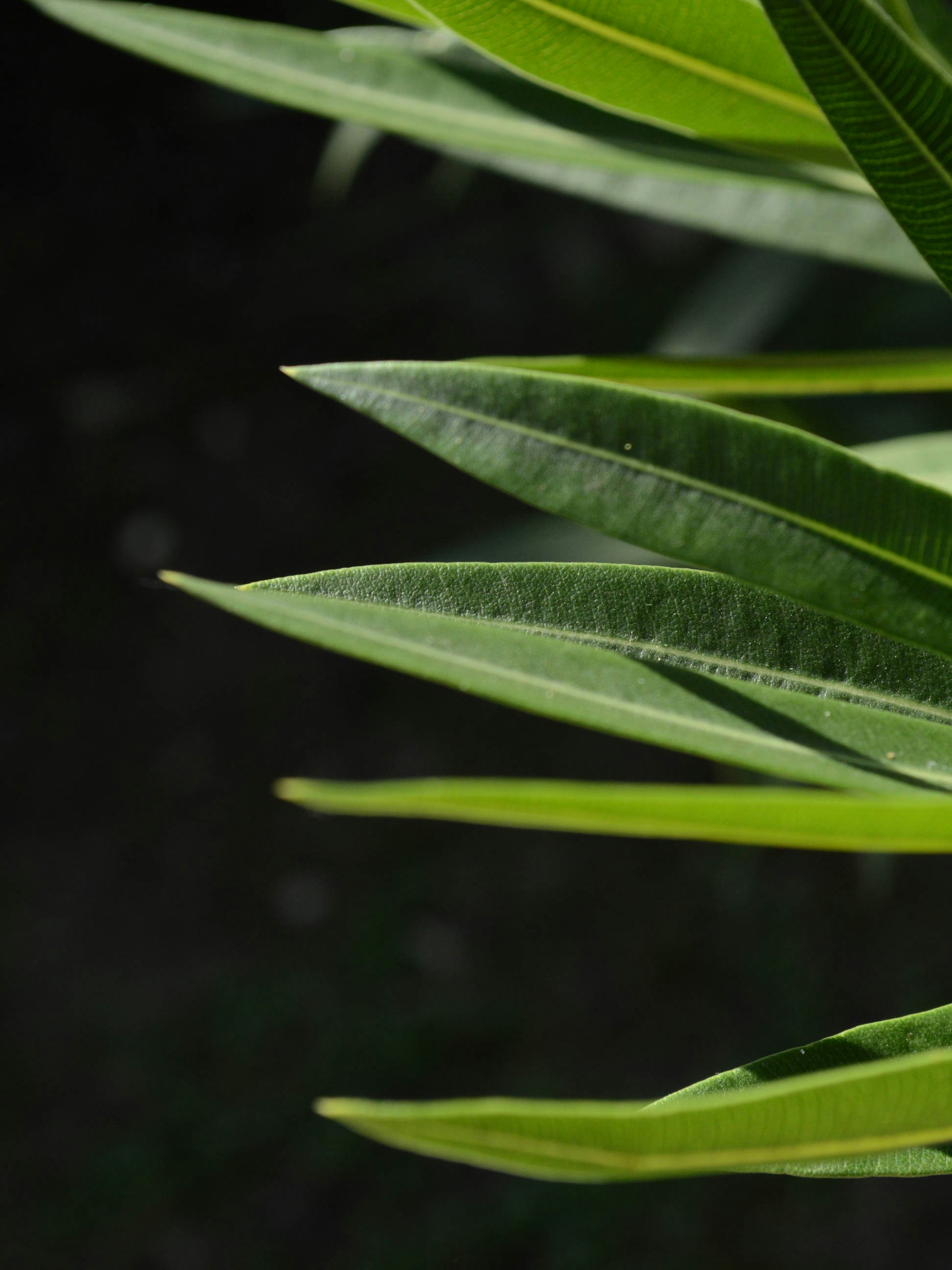 Botanical Background