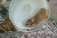 A hamster running inside a clear exercise wheel.
