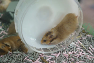 A hamster running inside a clear exercise wheel.