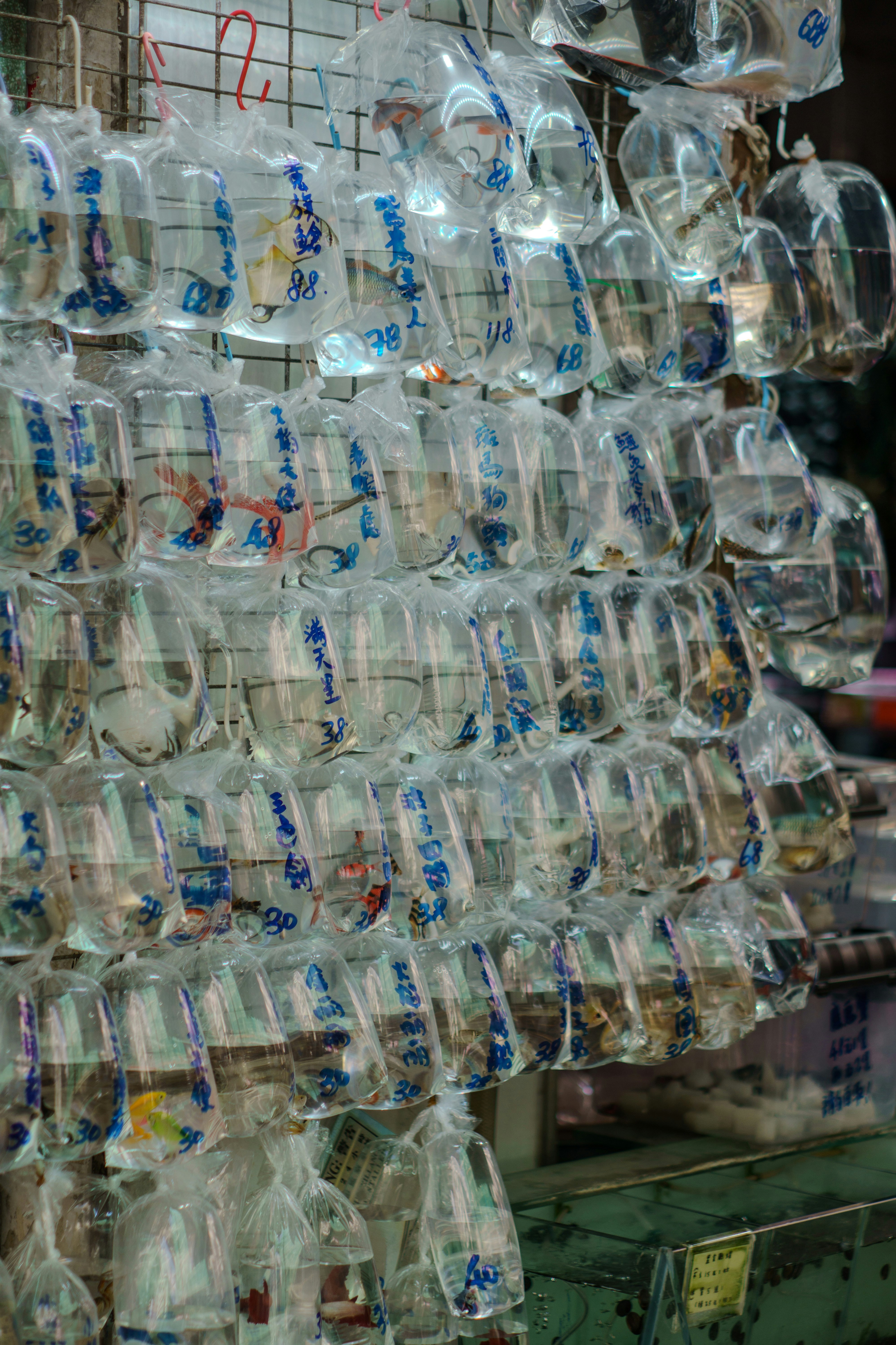 Many small fish in plastic bags at market