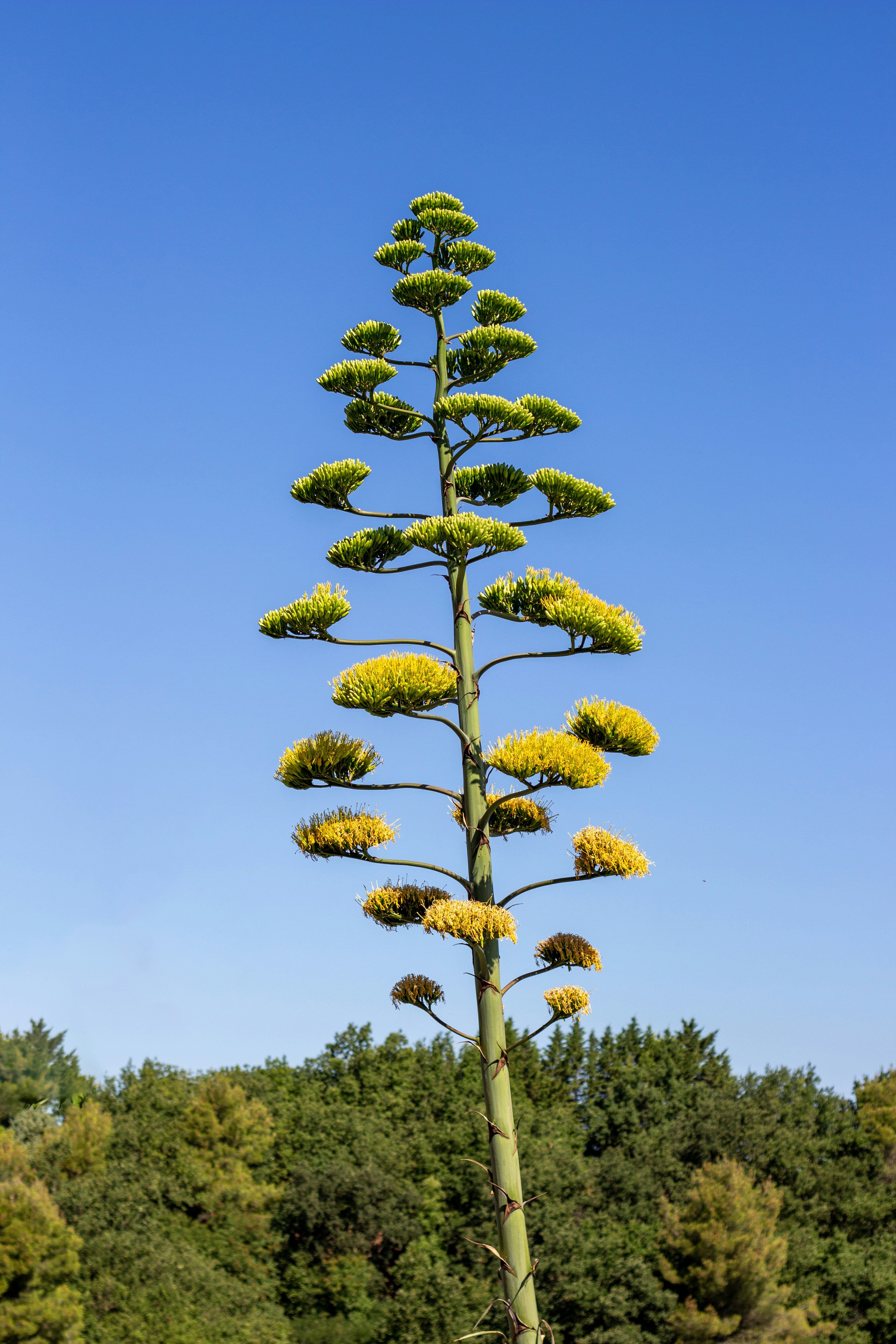 Tall agave plant stalk with yellow flowers against sky photo  Free Flower  Image on Unsplash