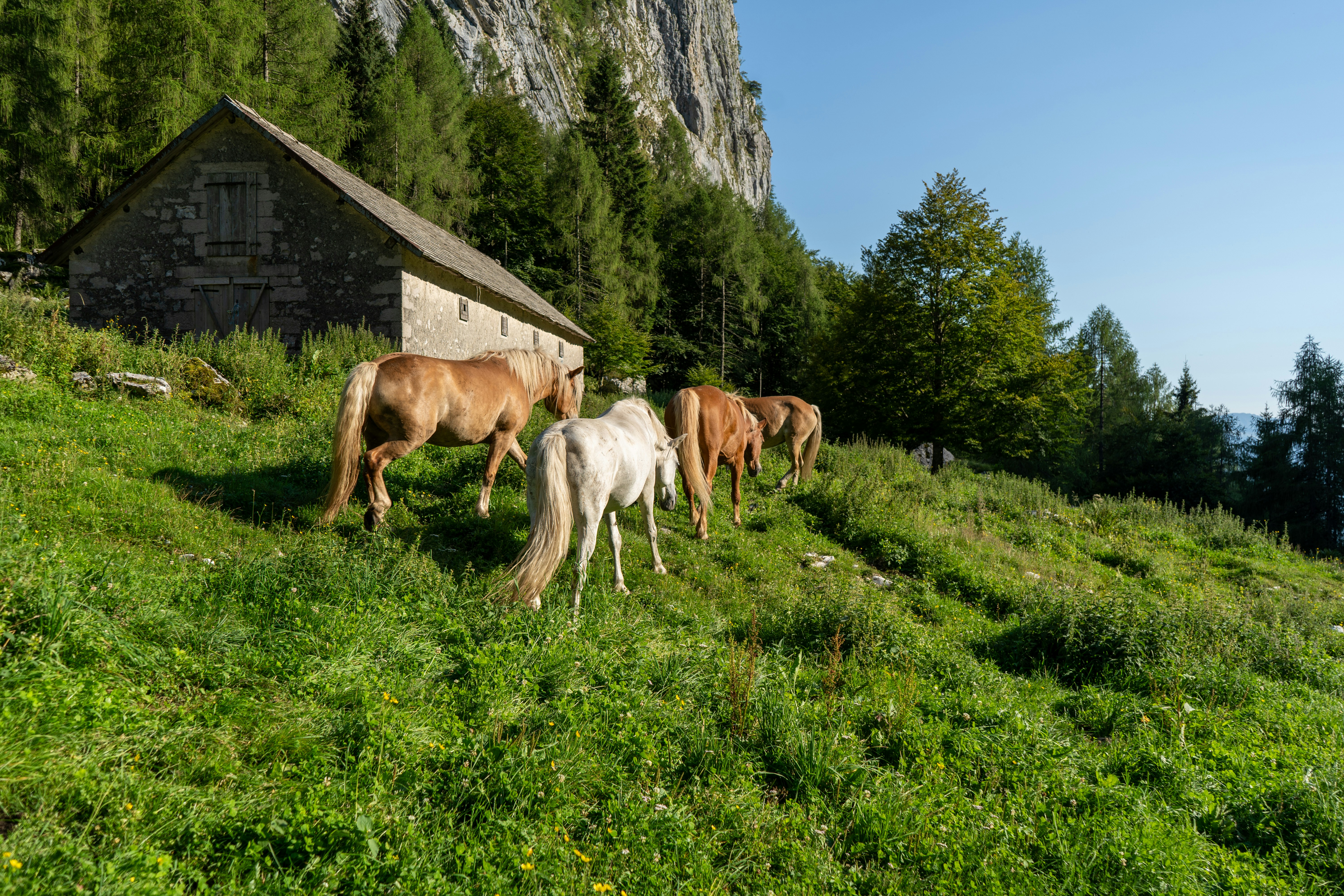 Horses grazing on a grassy hillside near a barn.