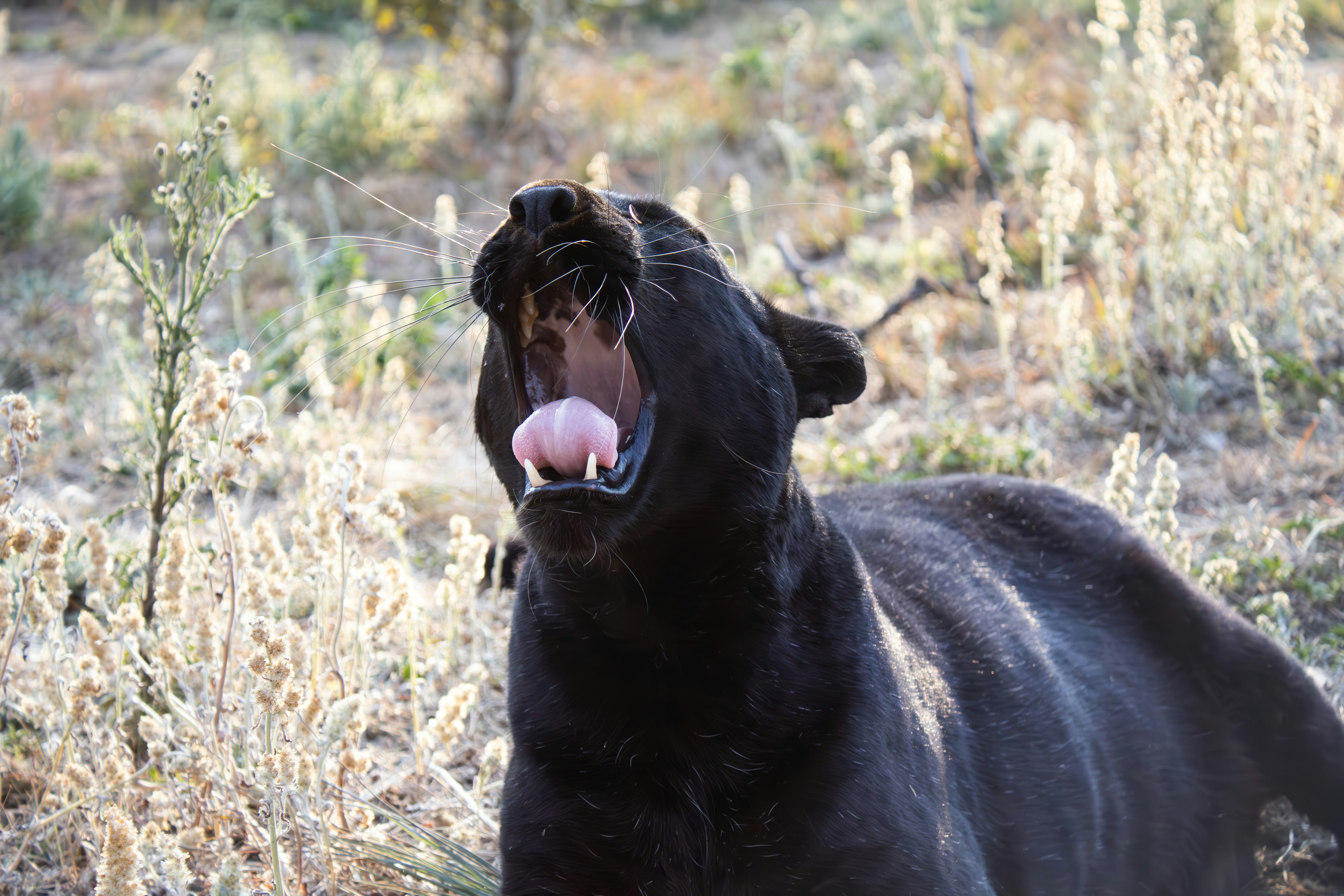 Imágenes de Pantera Nebulosa | Descarga imágenes gratuitas en Unsplash, image size:3000x2000