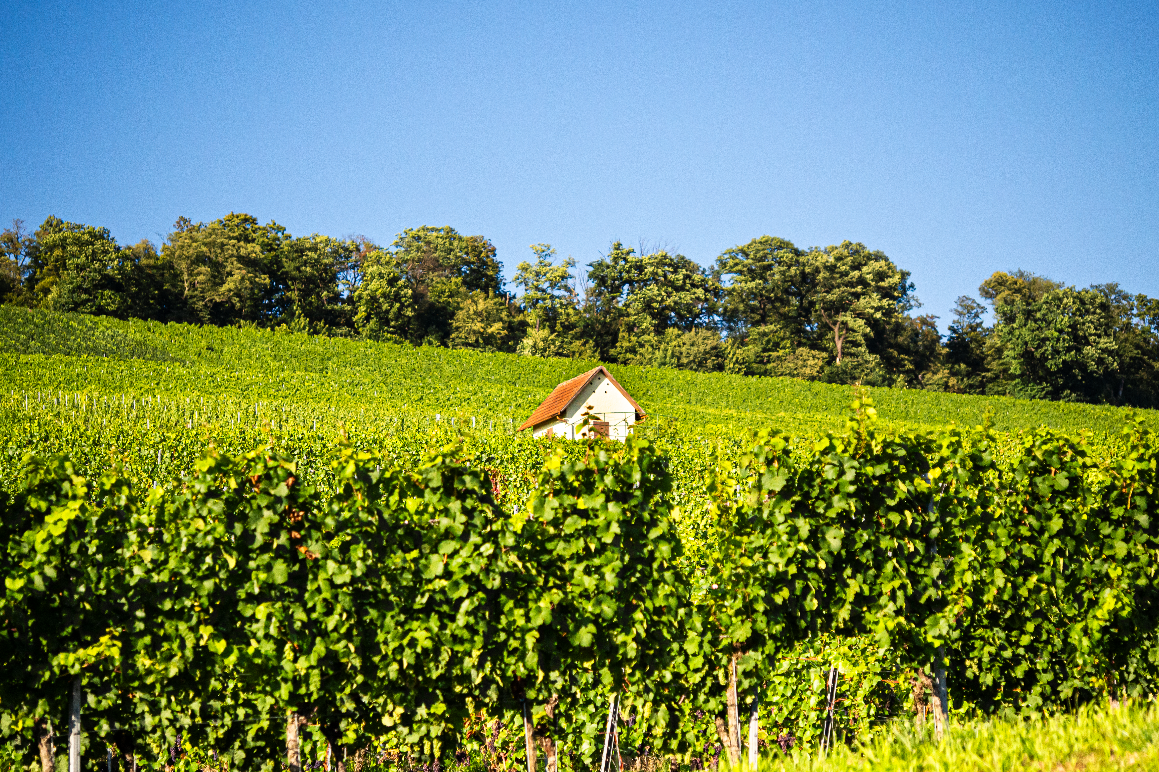 Photo by frank_spaghetti