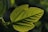 Close-up of vibrant green leaves with detailed veins