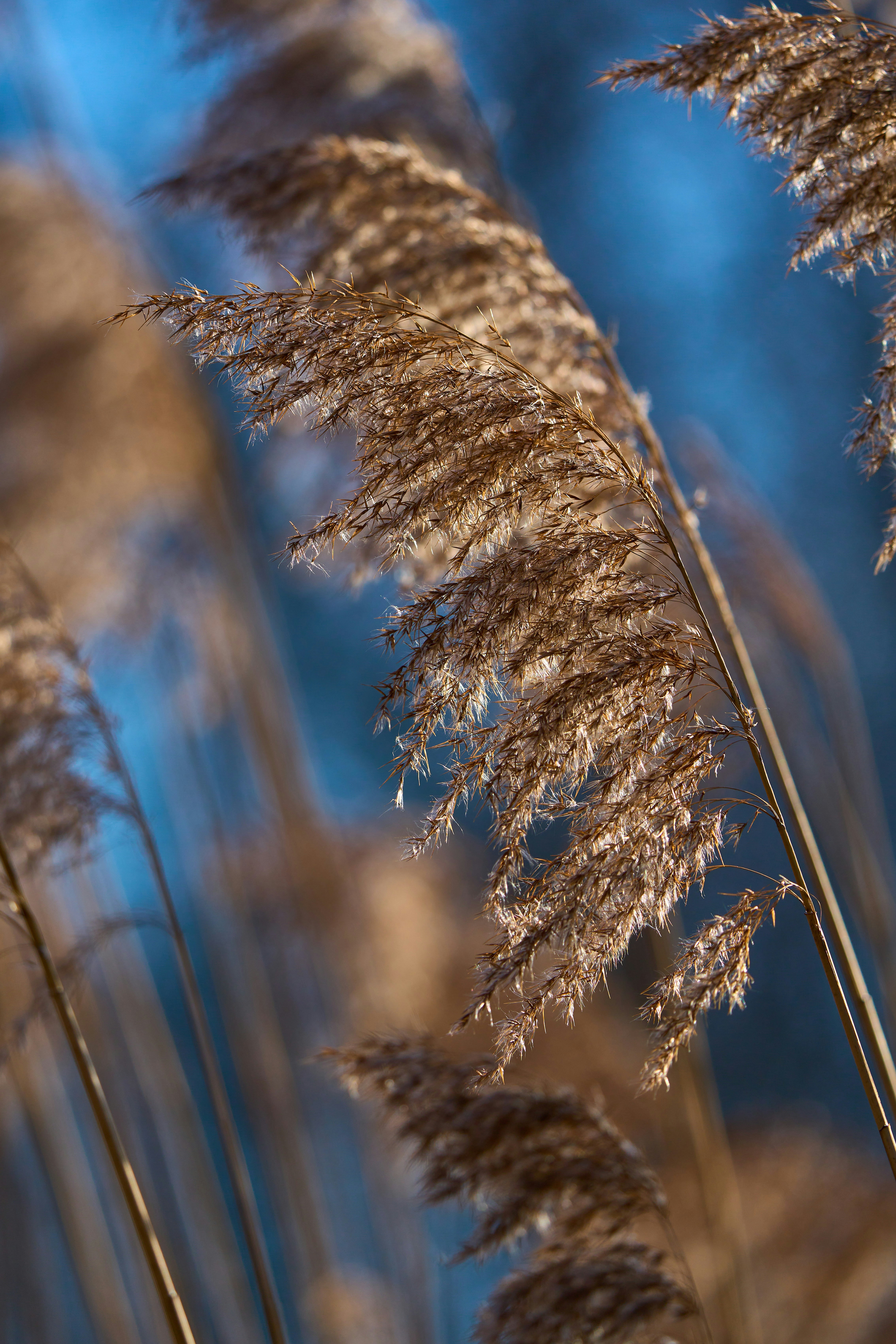 Photo by wolfgang_hasselmann