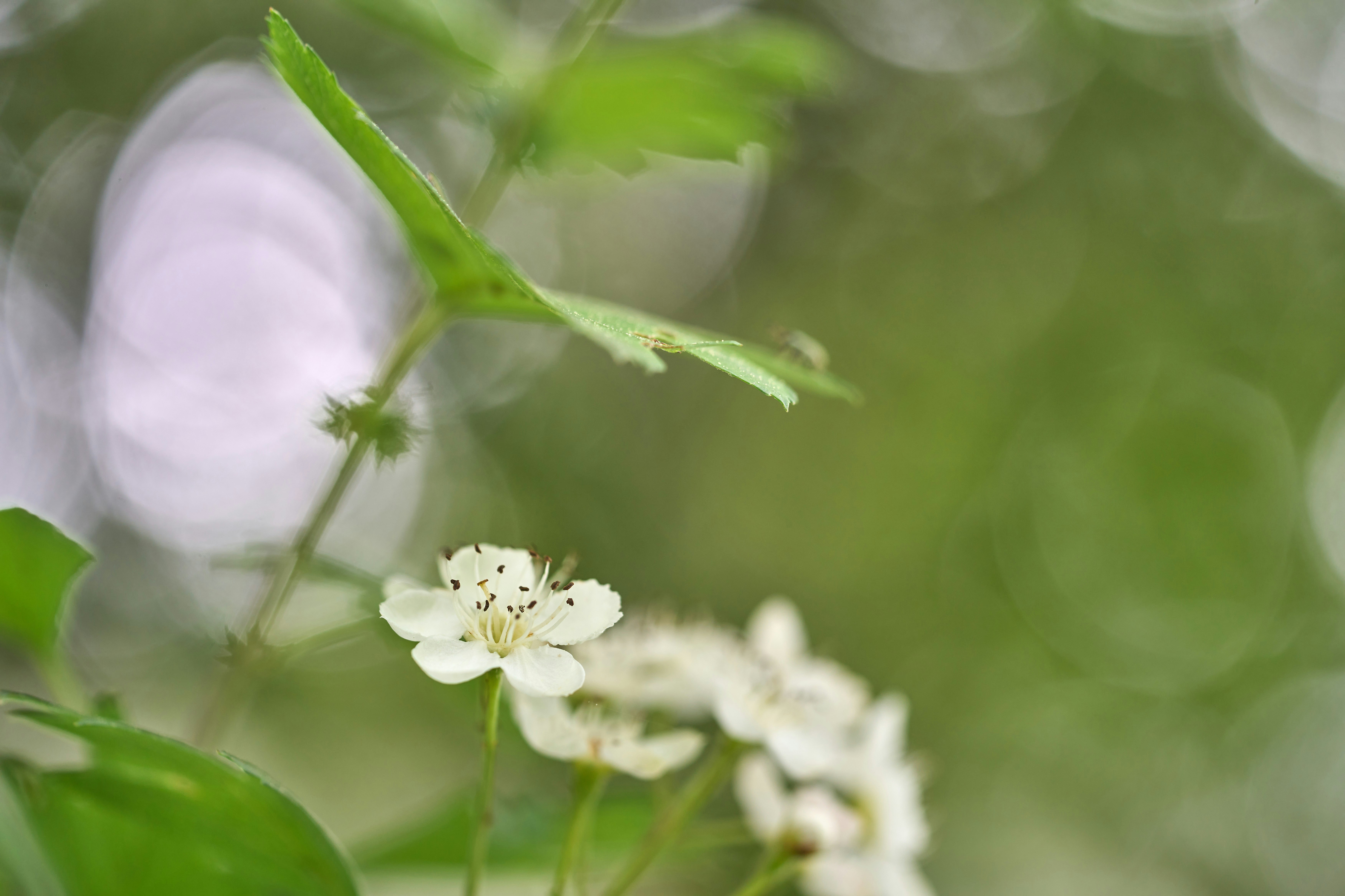 Photo by wolfgang_hasselmann