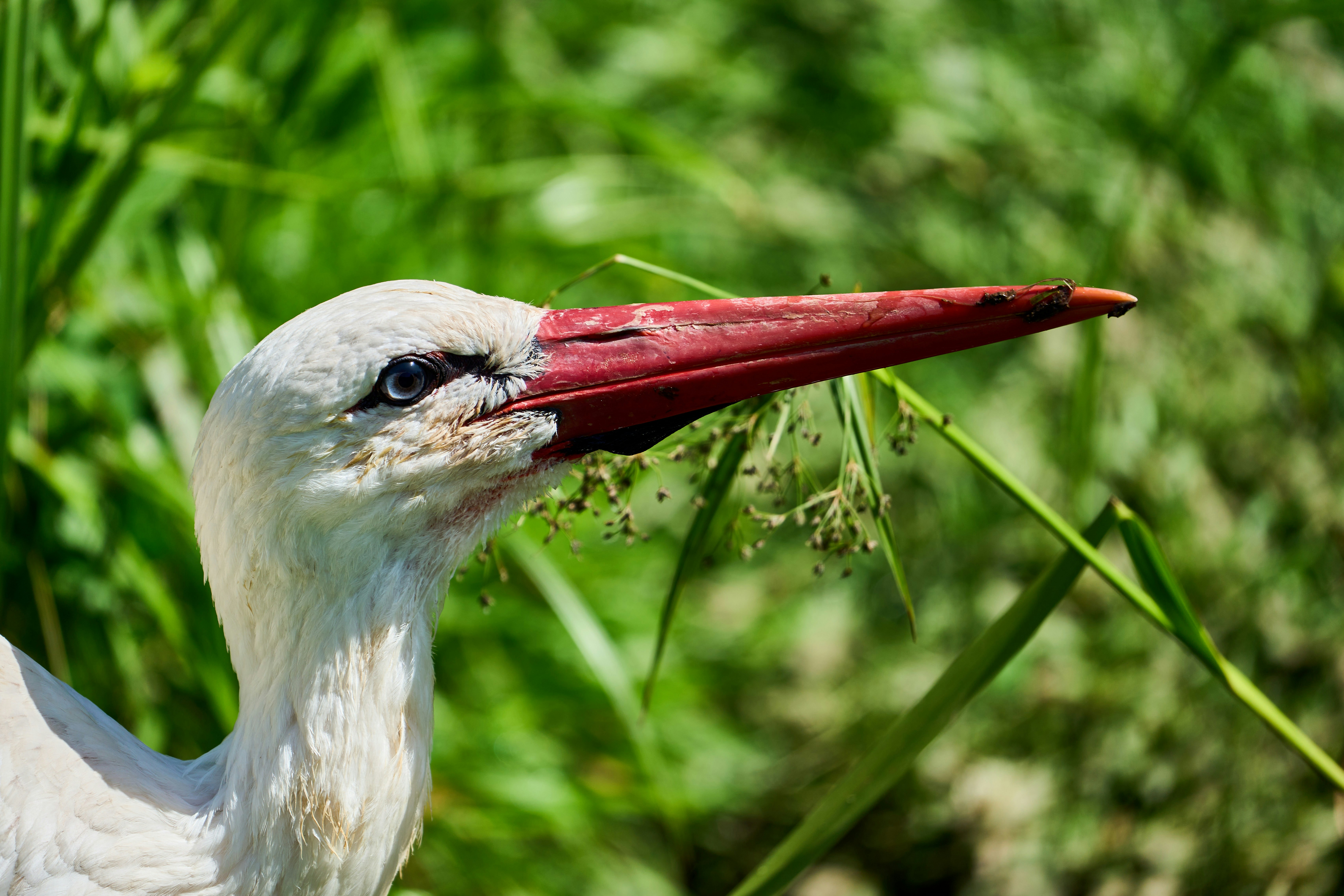 Photo by wolfgang_hasselmann