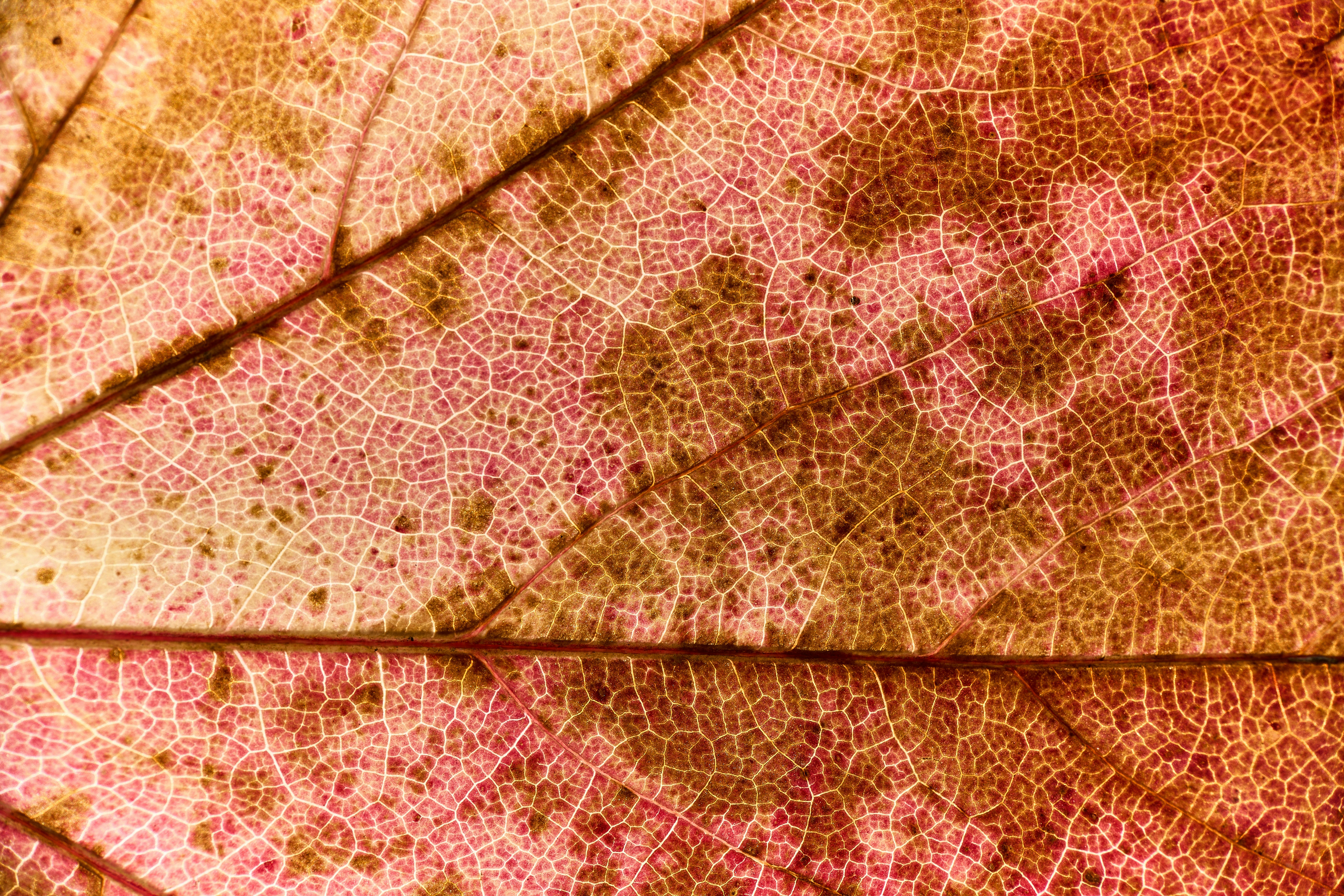 Photo by wolfgang_hasselmann