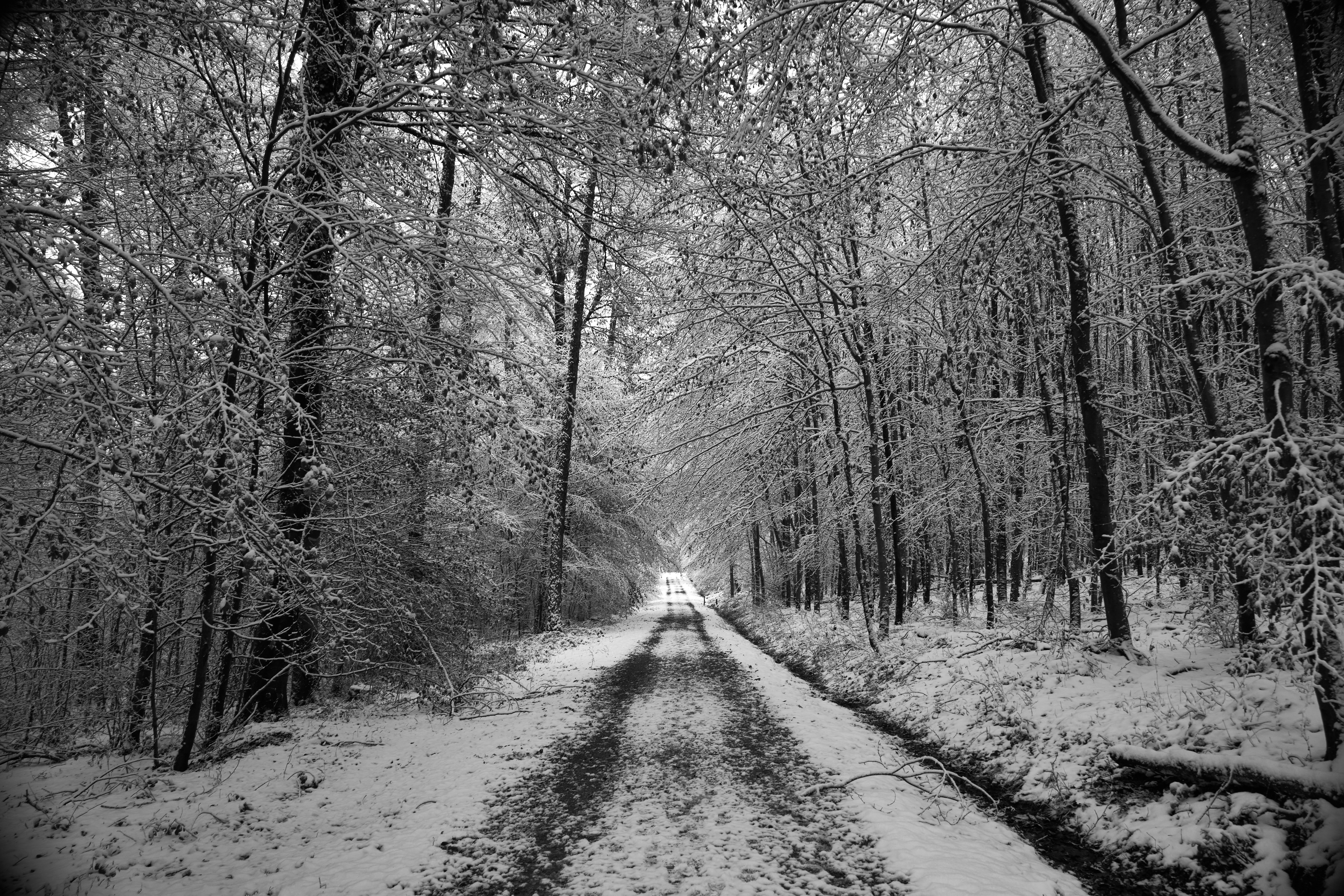 Photo by wolfgang_hasselmann