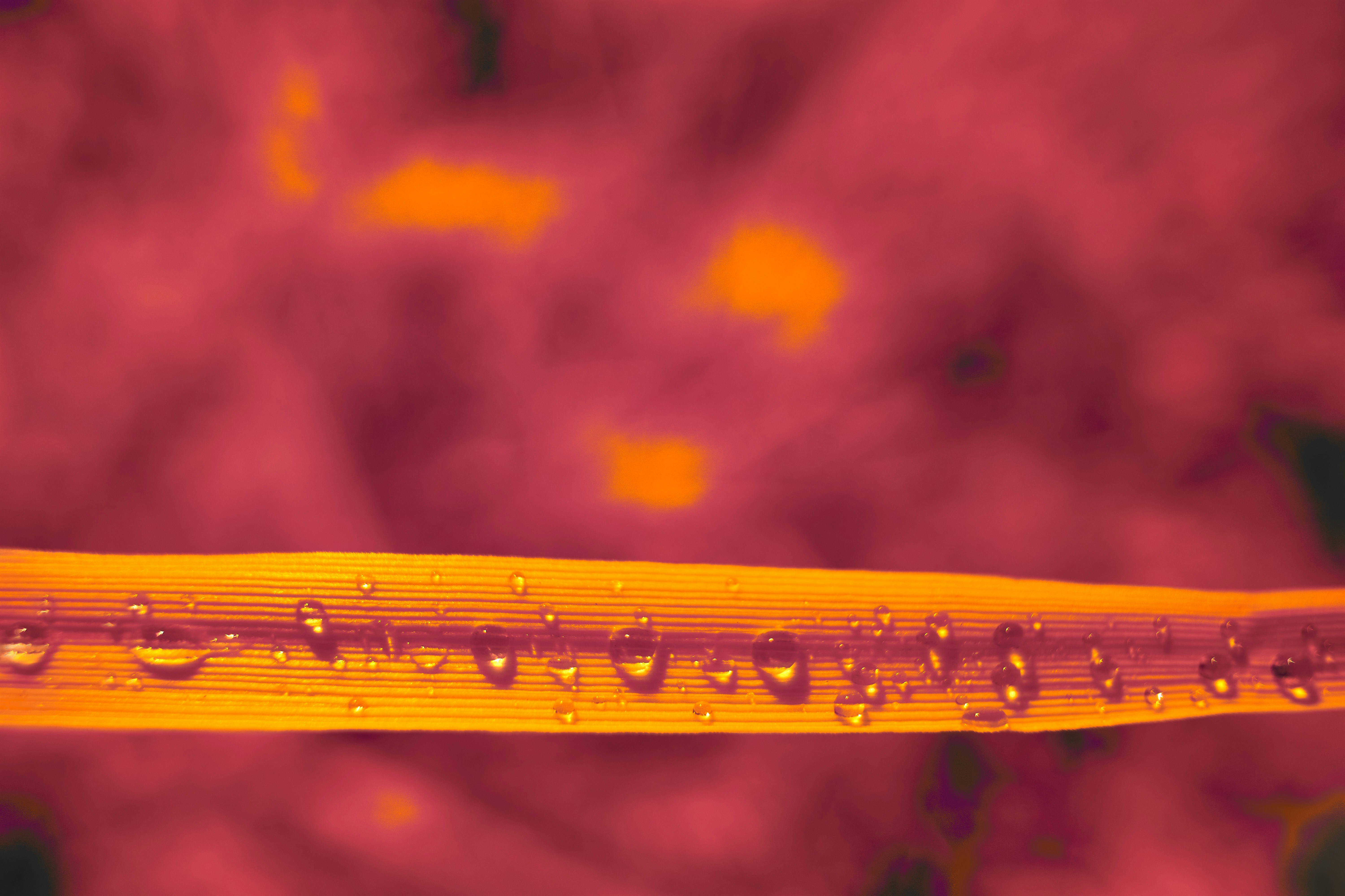 Photo by wolfgang_hasselmann