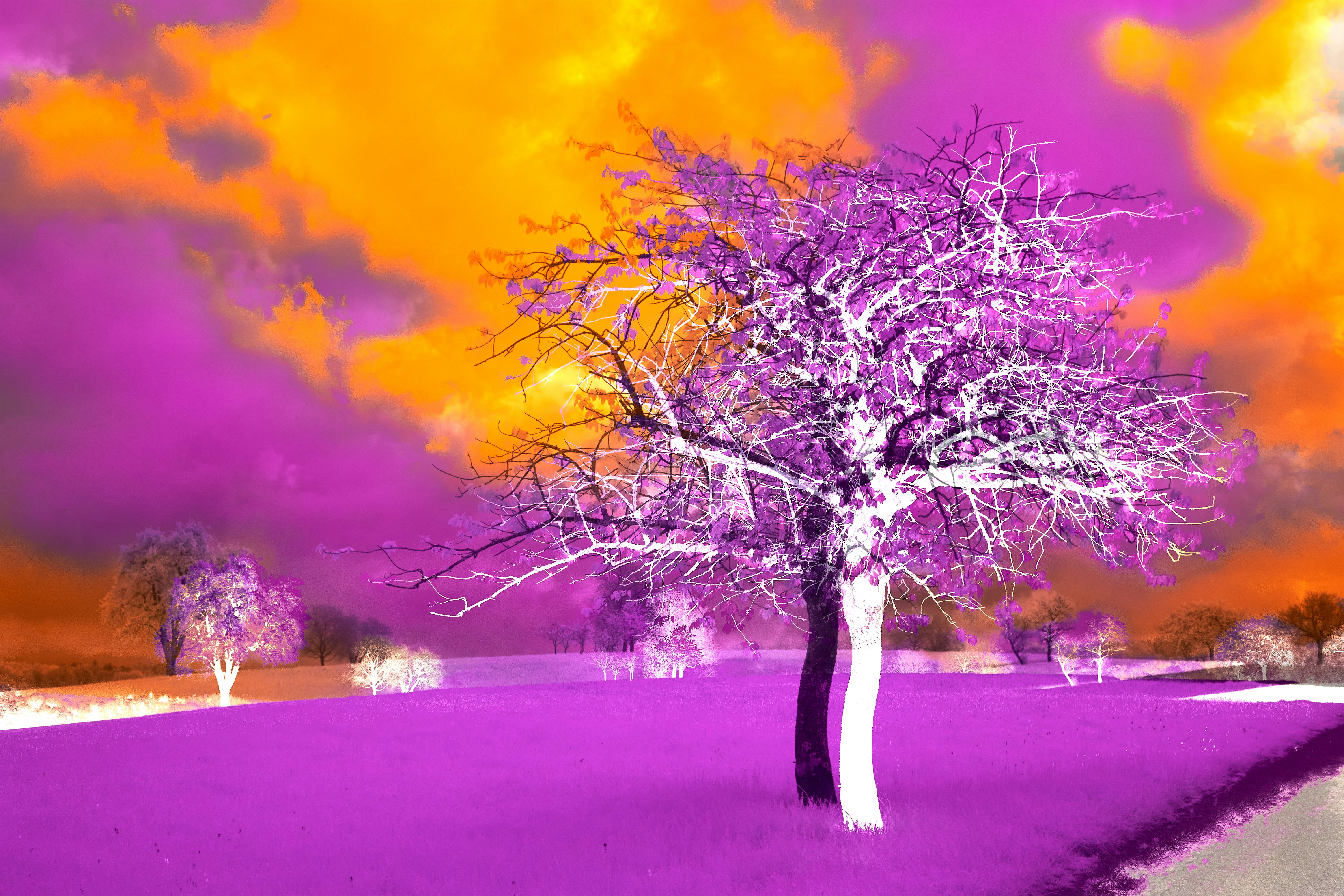 芸術写真 FLOWERS and TREES 🏆ⒹⒶⓉⒺ : 2025. 10. 13 #𝐑𝐞𝐩𝐨𝐬𝐭 @meiko_flowersart