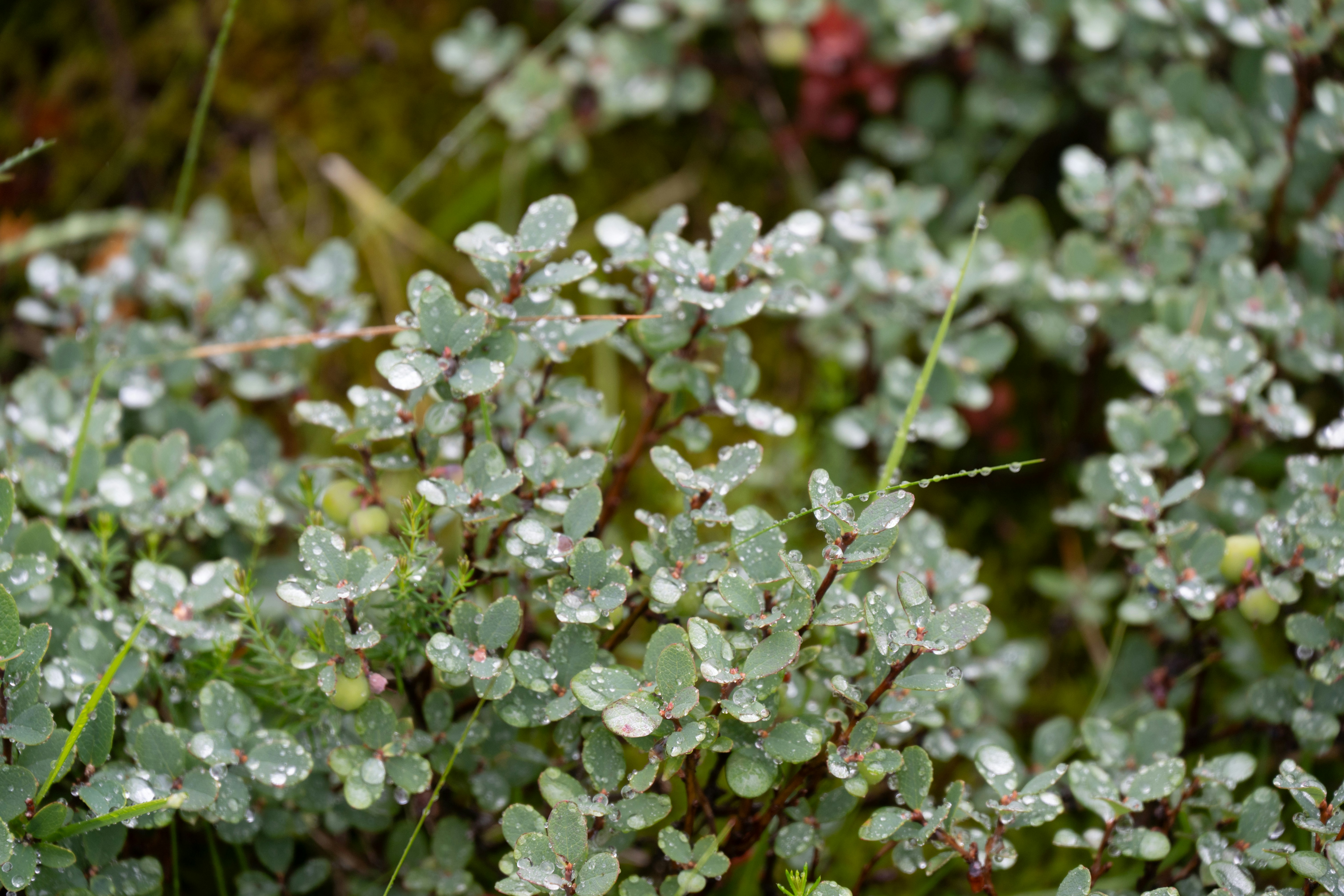 Photo by justmejuliee