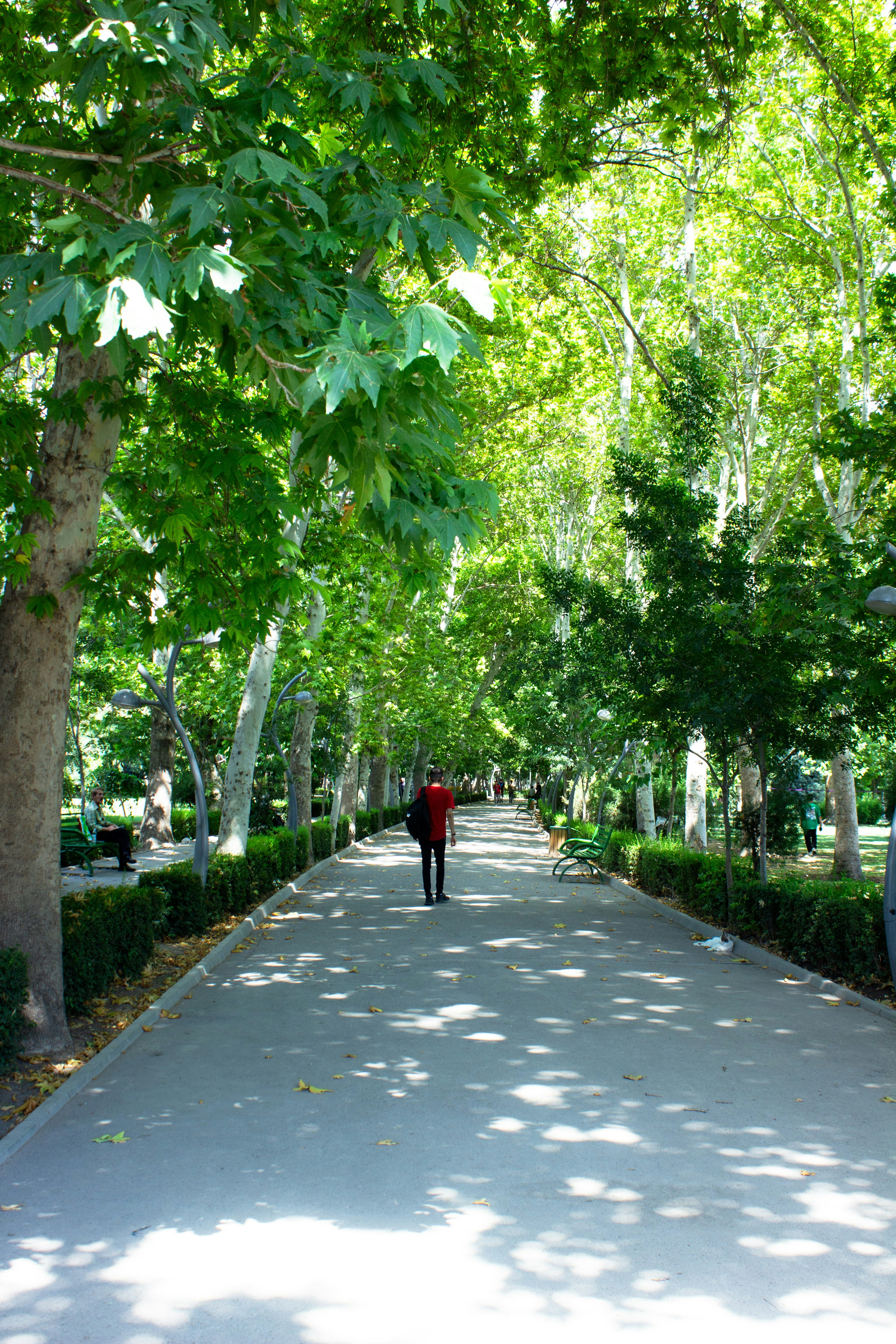Person walking down a tree-lined park path