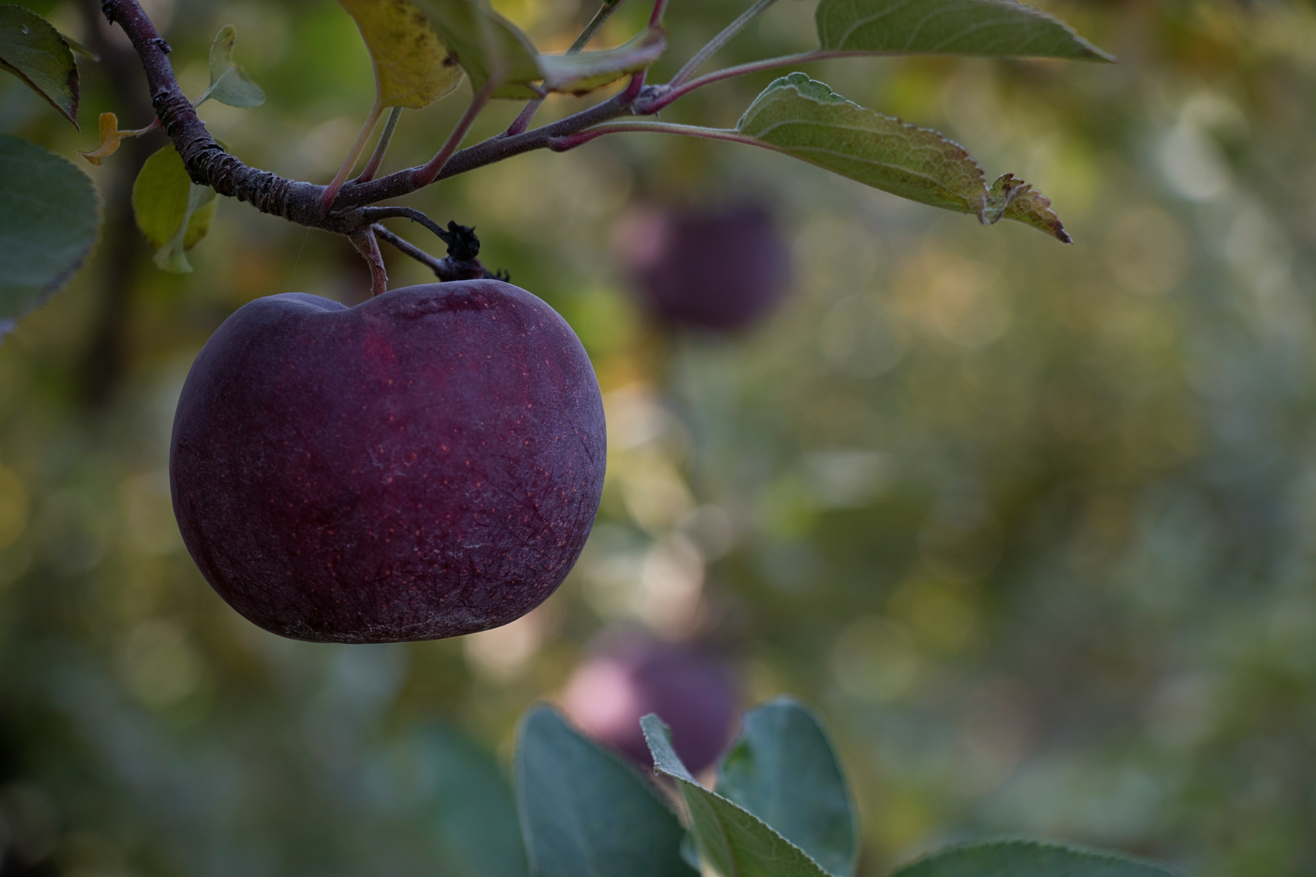 Five Home Bakers, One Swap: What Happens When Star Apple Replaces Mangosteen in the Kitchen