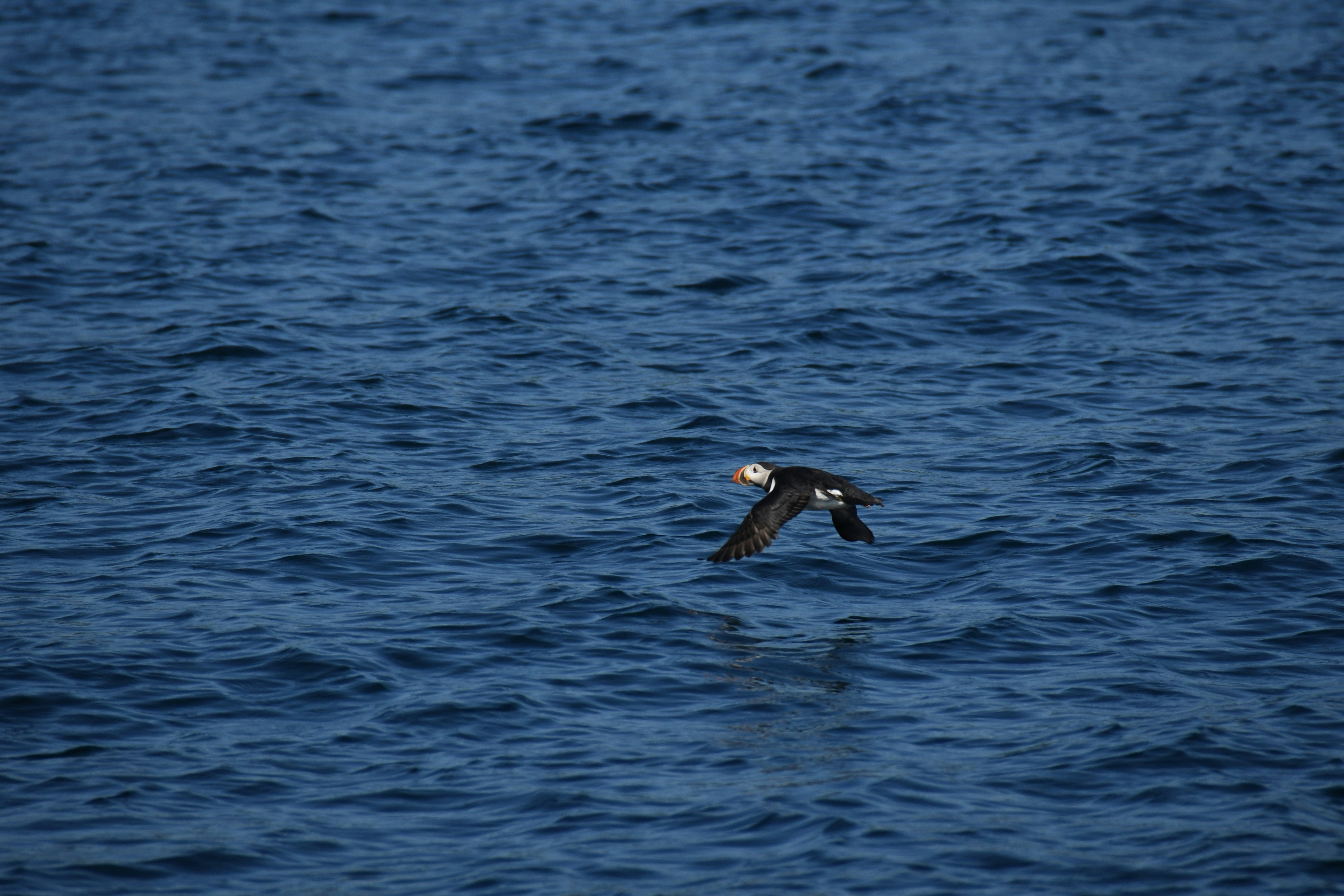 짙은 푸른 바다 위를 날아다니는 바닷새 사진 – Unsplash의 무료 퍼핀(puffin) 이미지, image size:3000x2000
